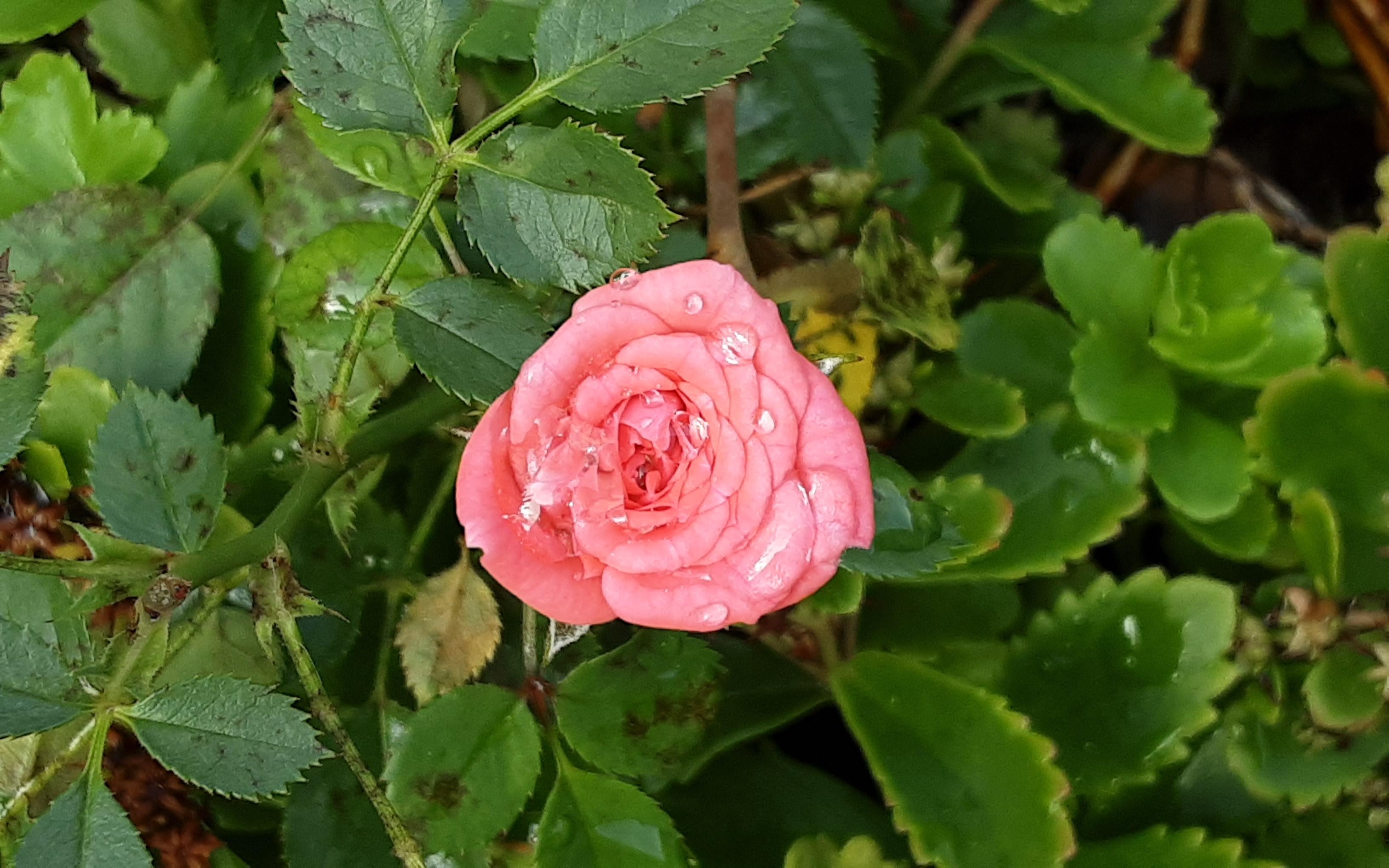 Wassertropfen auf einer rosa Rosenblüte