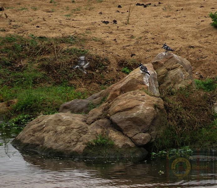 Least Concern on the IUCN Red List of Threatened Species because it has a large, stable population and a very wide geographic range across Africa and Asia.

I took these along the Crocodile River, Kruger Park.