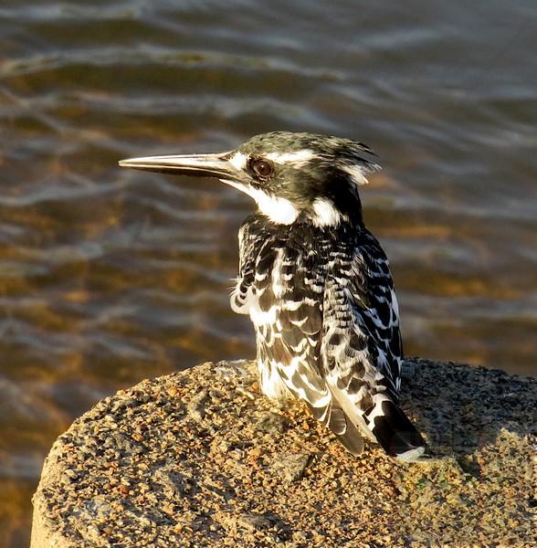 Least Concern on the IUCN Red List of Threatened Species because it has a large, stable population and a very wide geographic range across Africa and Asia.

I took these along the Crocodile River, Kruger Park.