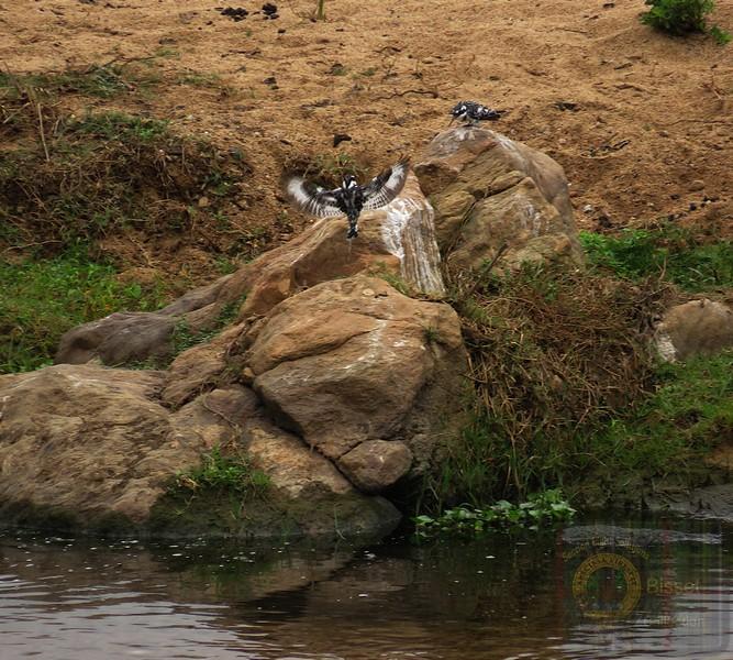 Least Concern on the IUCN Red List of Threatened Species because it has a large, stable population and a very wide geographic range across Africa and Asia.

I took these along the Crocodile River, Kruger Park.