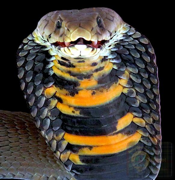 A Mozambique Spitting Cobra