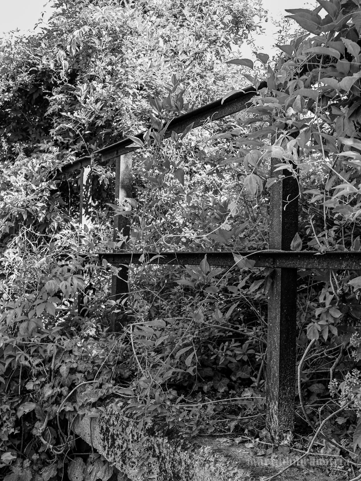 Black and white photograph of a rusted metal railing with two horizontal crossbars on vertical posts, part of an old railway bridge, almost entirely overgrown by climbing plants and shrubs.
