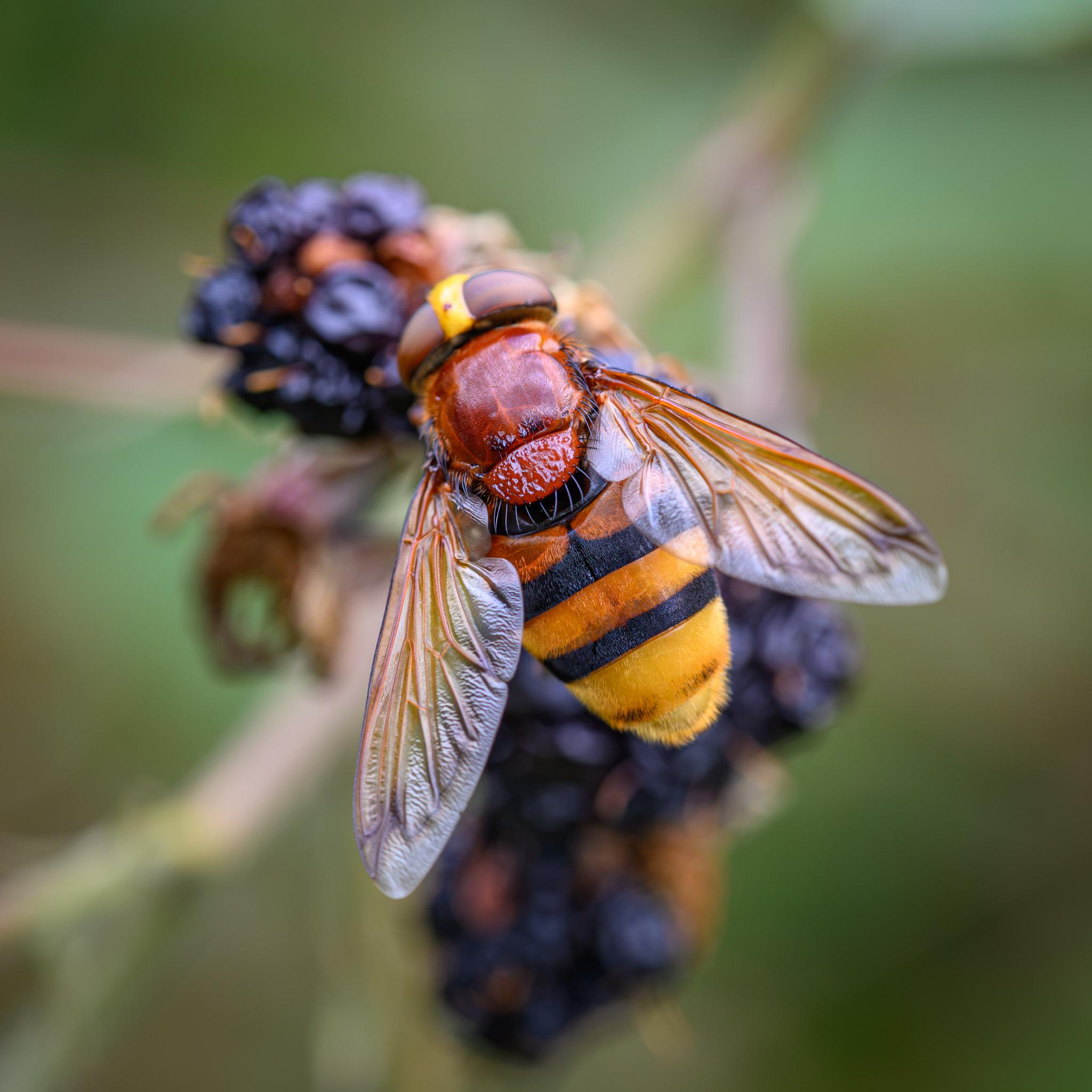 A large fly seen from above feeding on some half-dried up blackberries on the bush. The head is out-of-focus, with large brock red compound eyes separated by a wide yellow band and three small red ocelli. The thorax and scutellum are red-brown and similar to the colour of a European hornet. There are lots of fine hairs on the thorax, with many strong dark bristles around the edge. The abdomen is banded yellow and black, the yellow getting lighter towards the end. The abdomen is covered in many fine hairs. The wings are clear amber near the roots and along the leading edge, clear grey further back.