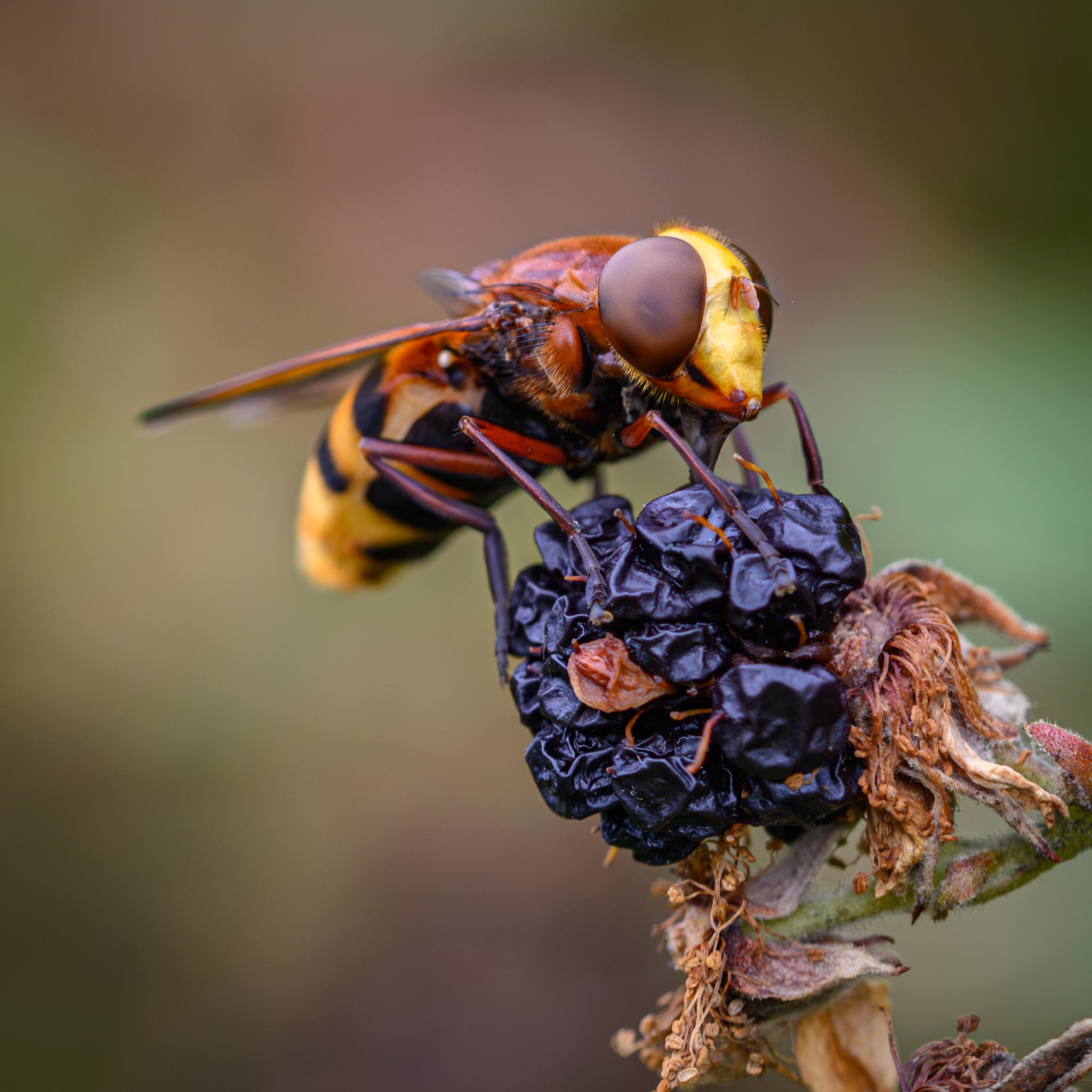 The same fly seen in half profile from the front. The yellow face between the brick red compound eyes is in focus, with small red antennae between. The face tapers towards the mouth, where it gets more amber, and there is a black stripe under the eye. Yellow hairs are seen around the face, with black bristles on the side of the thorax. The legs are amber brown, getting darker towards the tarsi, with short black hairs.
