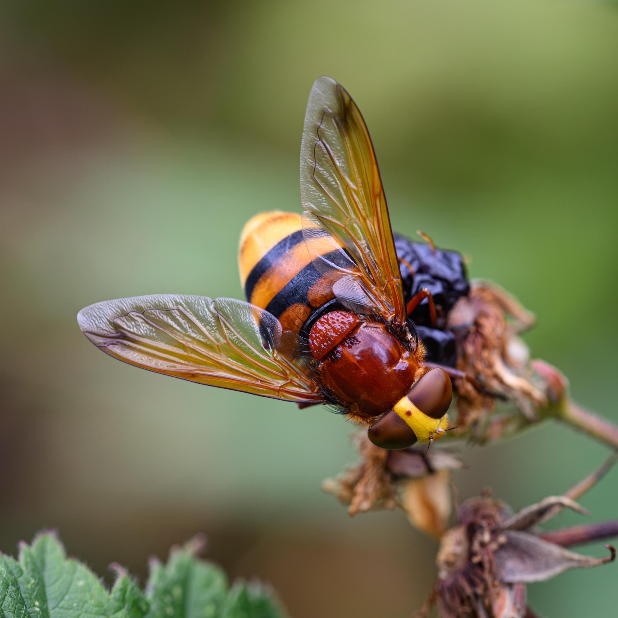The same fly seen from above and the front, showing the face, compound eyes, ocelli, and antennae clearly. The scutellum is shiny and bumpy, while the black region behind it is also shiny. The amber and clear wings with their dark veins are seen well.