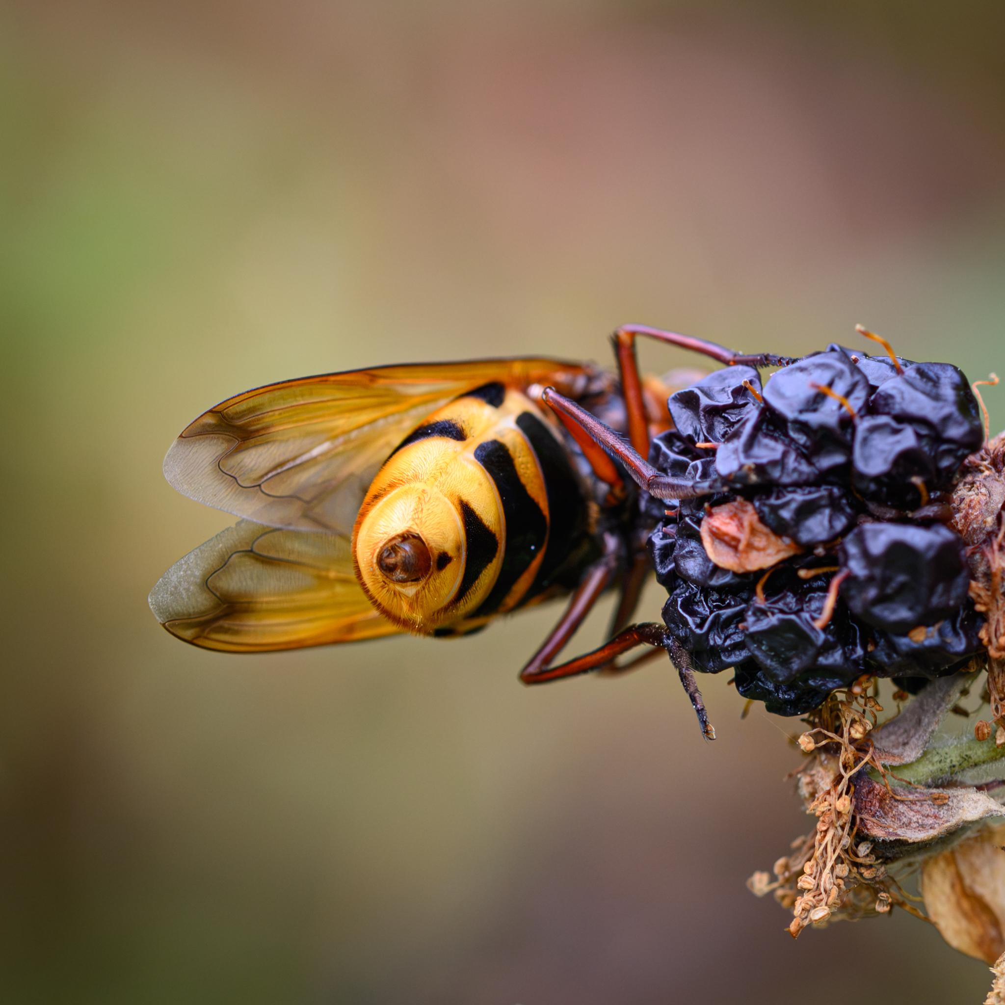 Finally, the same fly seen from behind and underneath, showing black and yellow banding on the underside of the abdomen as well. The abdomen is covered in fine hairs and narrows to the end, where the brown ovipositor can be seen, kept inside. The fly is still on a half-dried blackberry seen to the right.