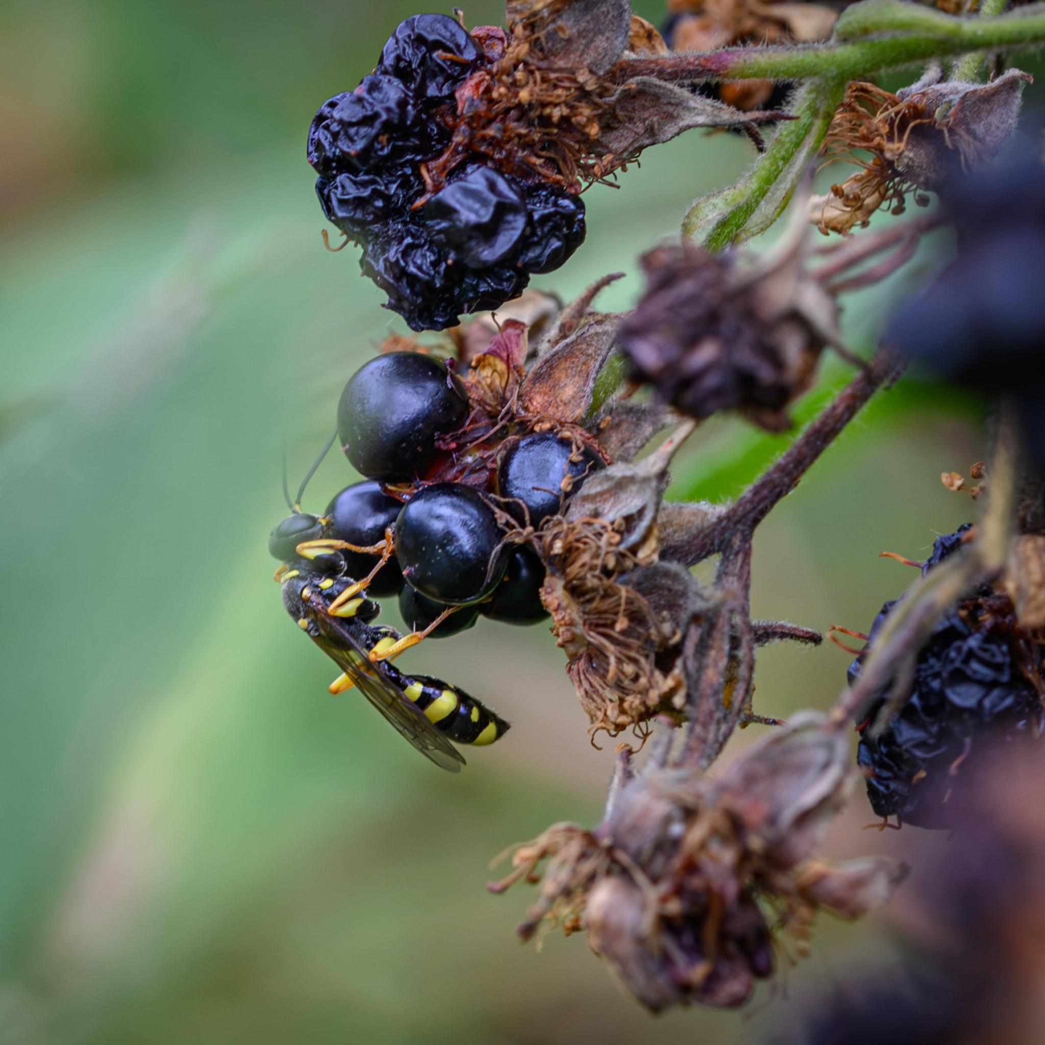 A small wasp seen side on hanging from a blackberry. The head and thorax are mostly black with small yellow patches, while the abdomen is black with large yellow bands. The legs are mostly yellow.