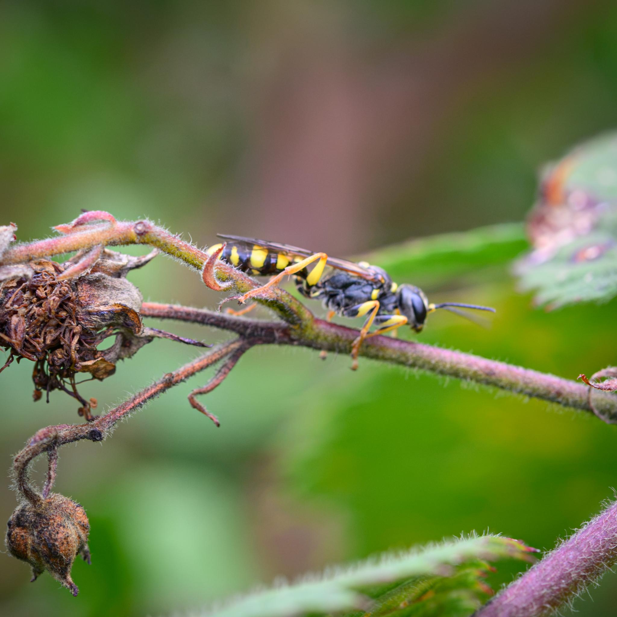 The same wasp seen side on running along a branch of the blackberry bush. The picture is slightly blurred, but the black head and thorax are seen, as is most of the black and yellow abdomen, and the yellow legs.
