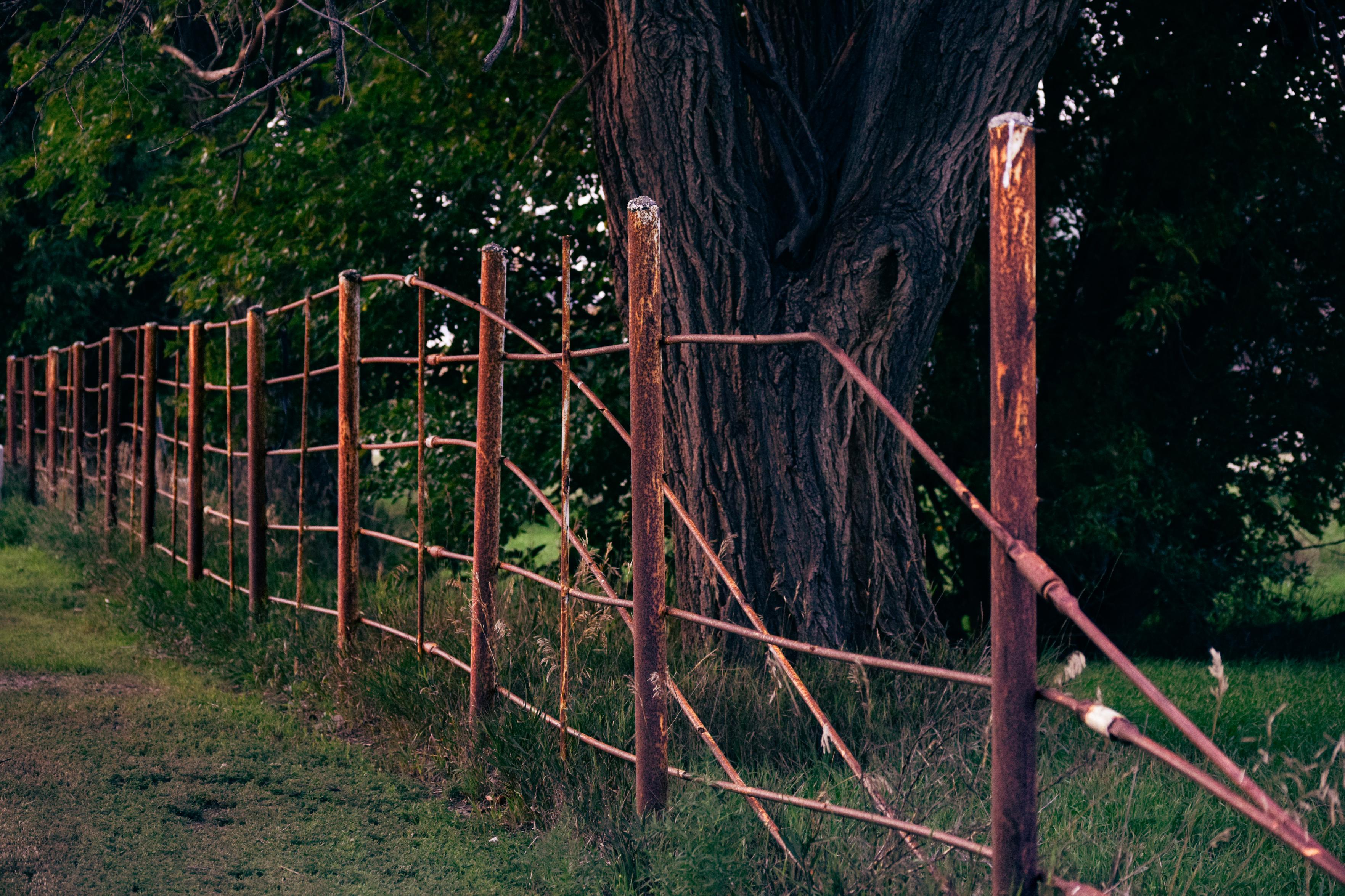 An old rusty wire fence winds past a massive tree through a grassy rural field, creating a quiet, weathered, overgrown countryside scene.