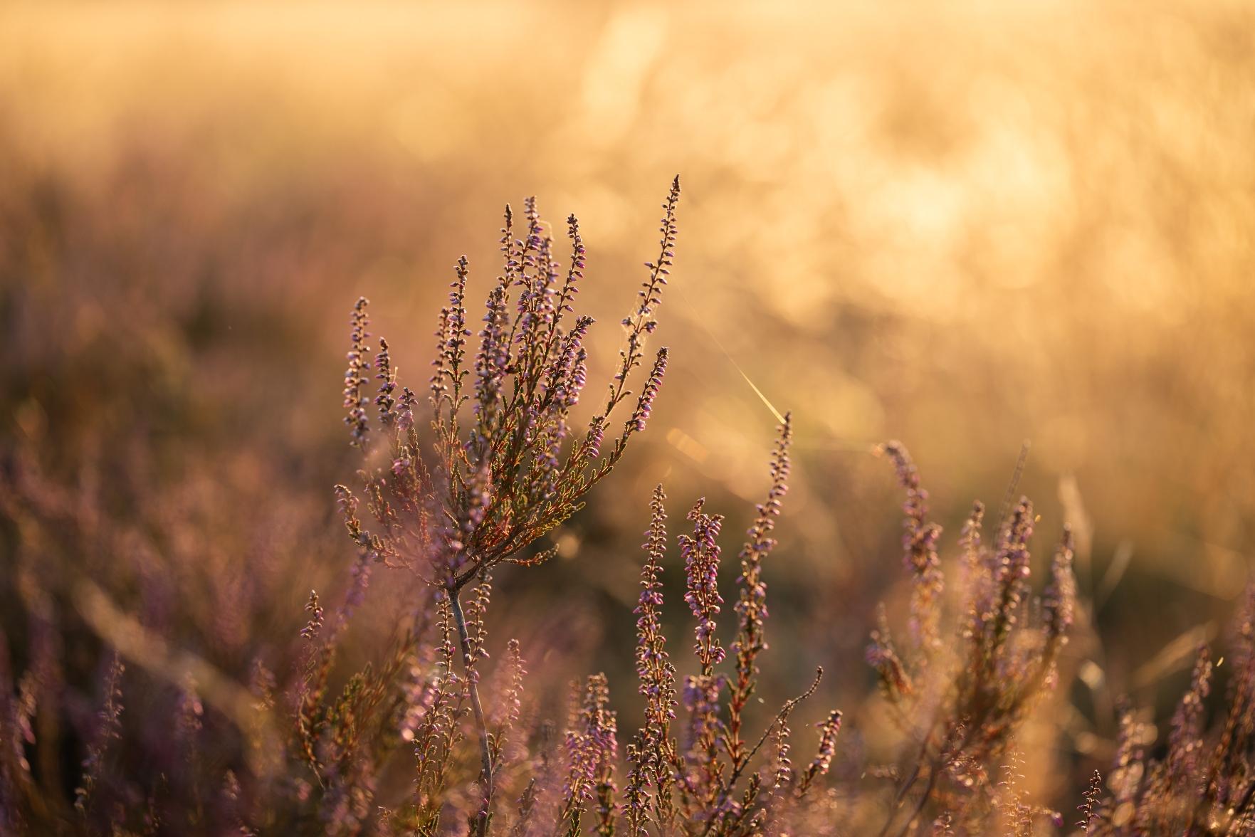 A macro photo of a heather plant in full bloom shot into the light of the setting sun.