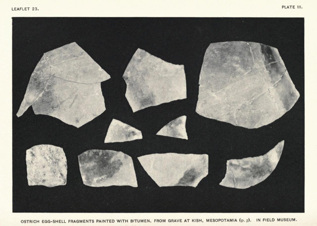 Photograph of ostrich egg