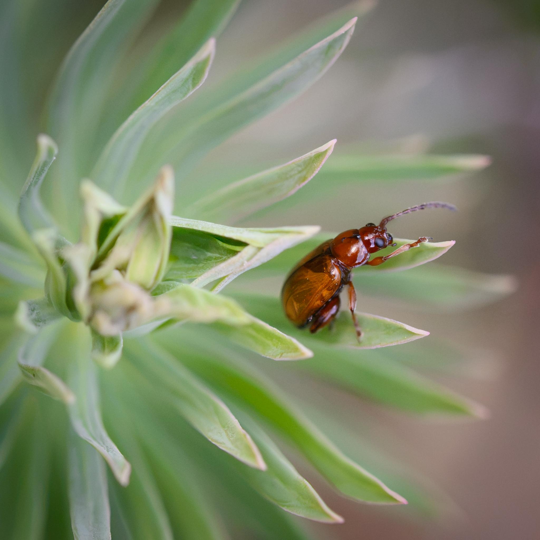 A small beetle seen side on on a green eurphorbia plant. The beetle is an amber shade overall, the darker head and thorax smooth and shiny, with black compound eyes. The elytra seem to be partly transparent, showing the lighter wings below – there is quite a lot of patterning. There is a v-shaped region at the top of the elytra which is darker. The legs are mahogany brown, the hind femora very chunky, marking it as a flea beetle. The antennae are segmented, brown and then black at the end.