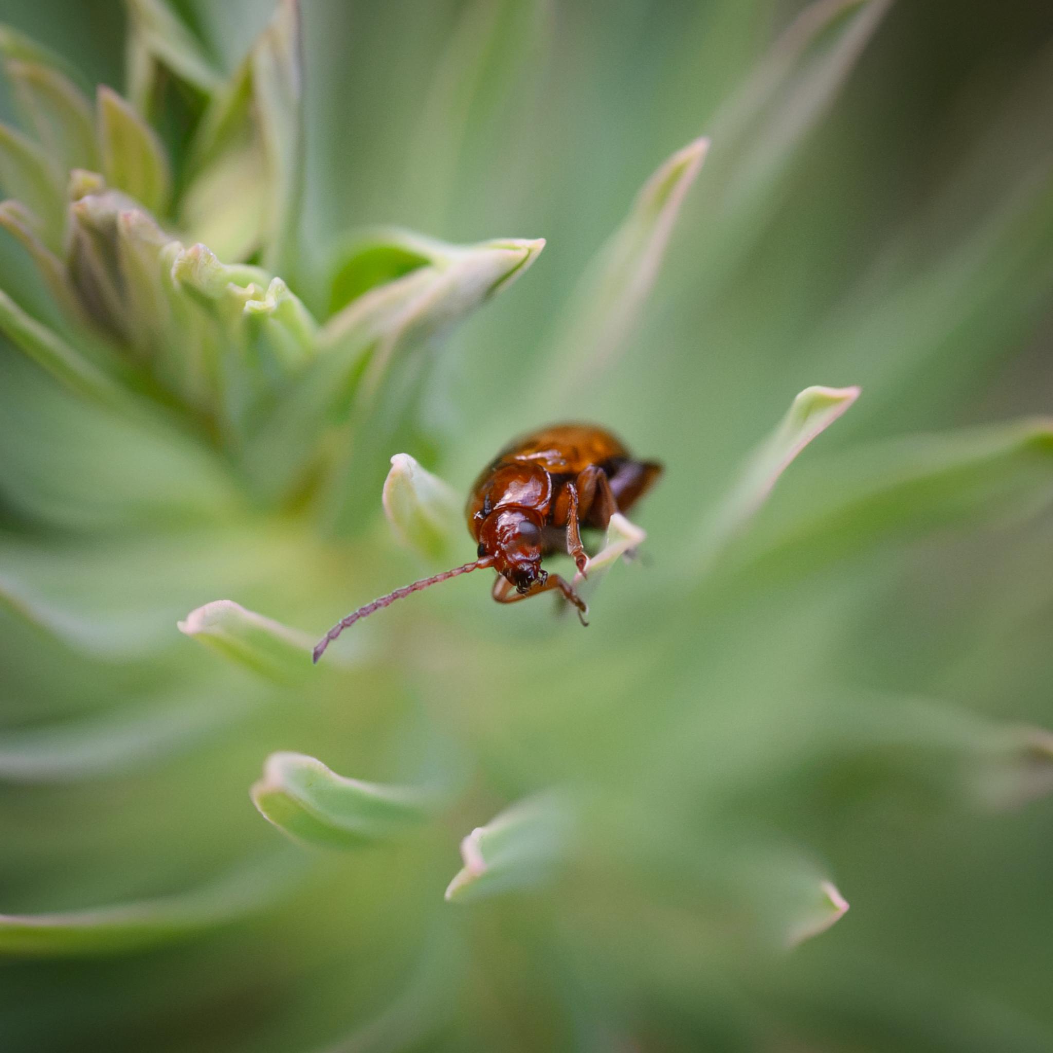 The same beetle seen head on, showing its dark compound eyes and black mouth parts.
