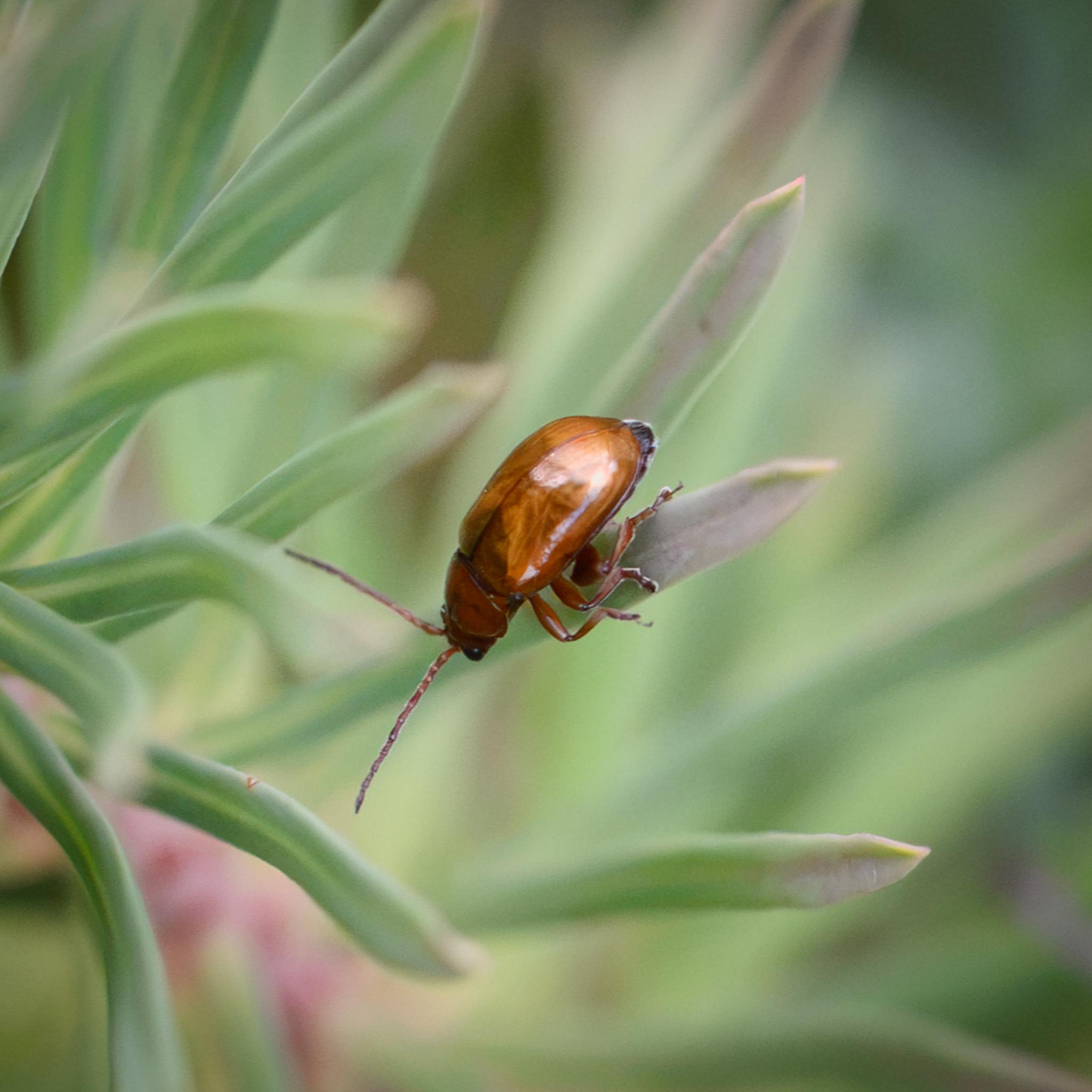 The same beetle seen side-on and from above, showing the light wings under the transparent amber eyltra. The rear of the abdomen is black and striated. The black tips of the antennae are more clearly seen here.