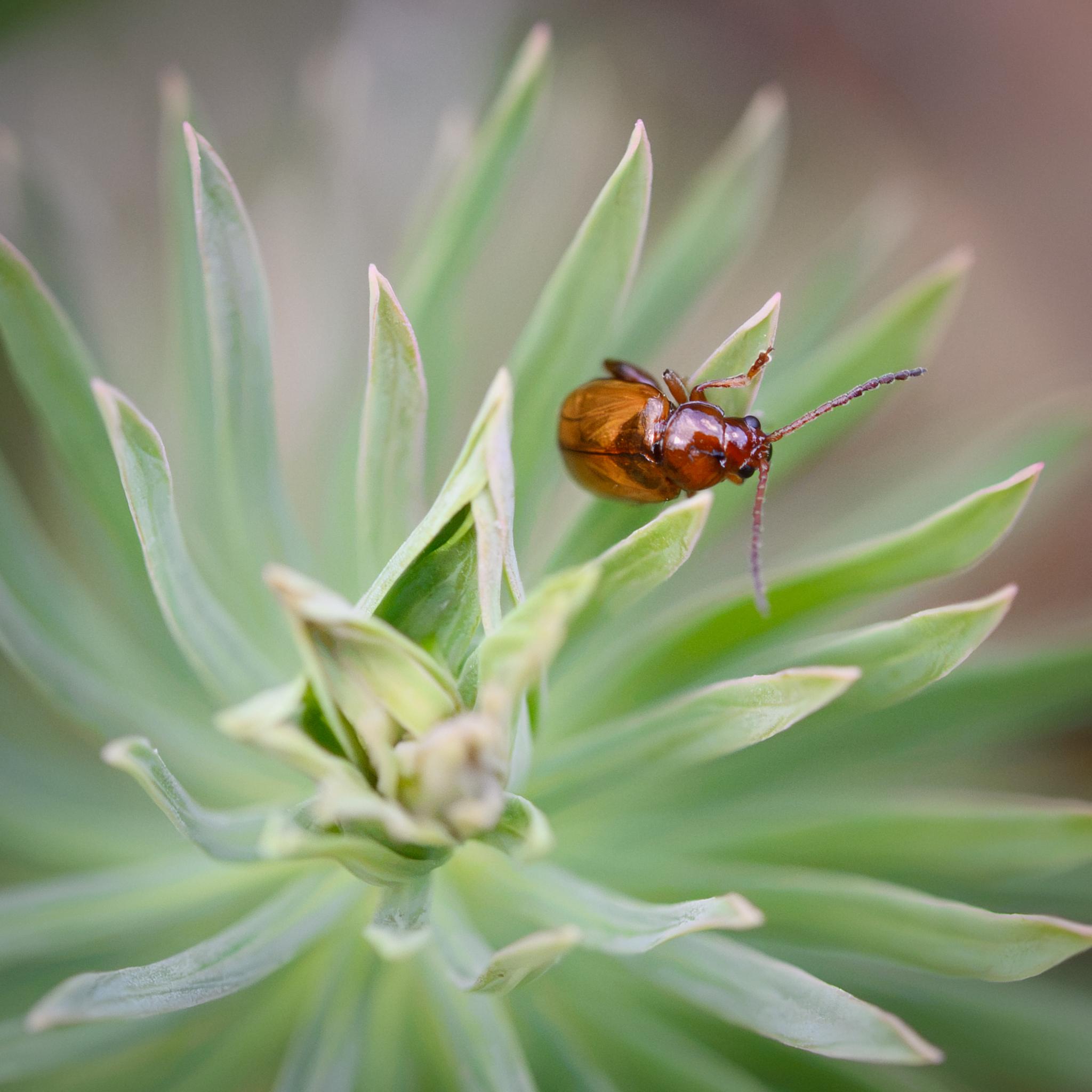 Another shot from in front and above, showing the contrast between the dark amber head and thorax, and the much lighter elytra.