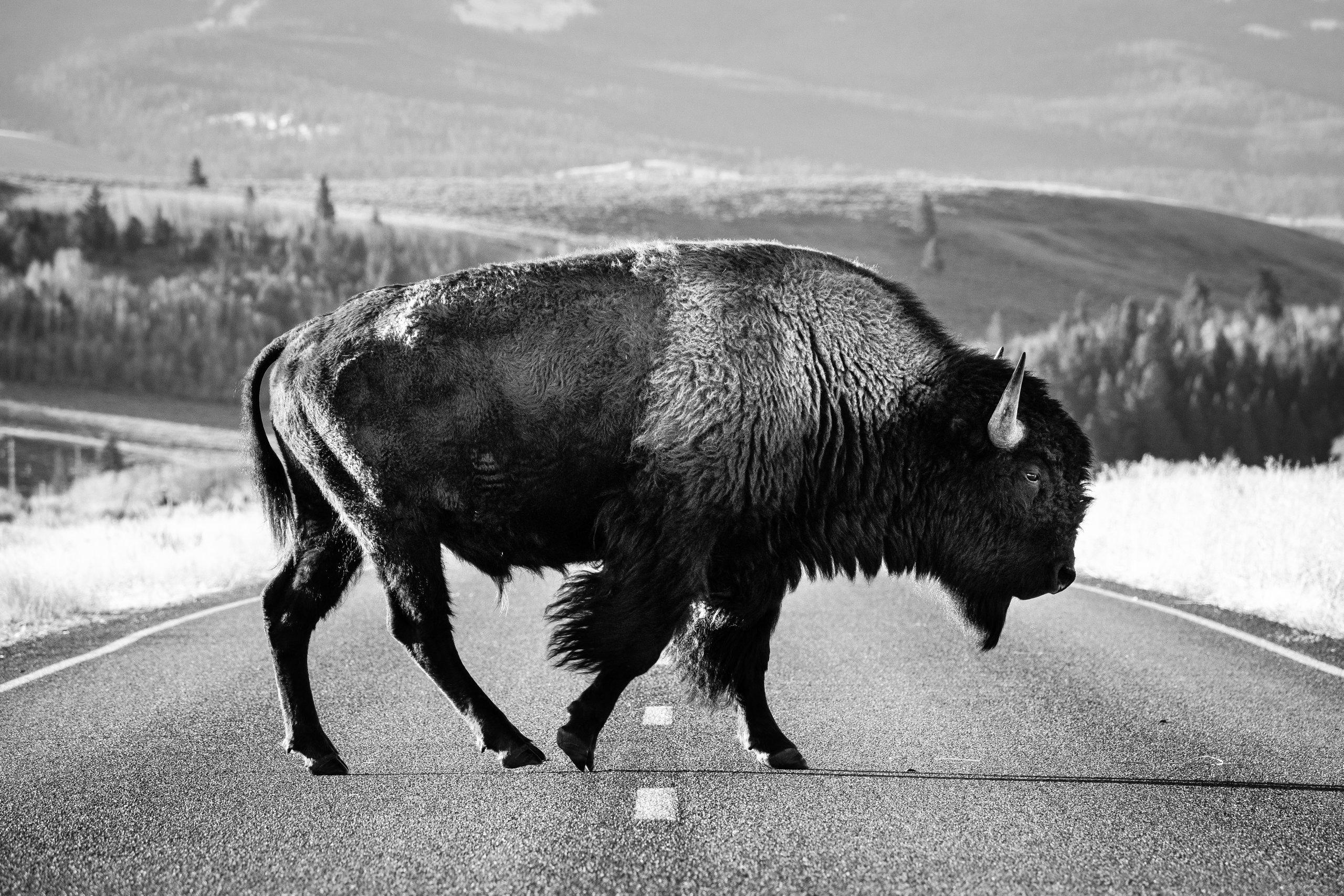 Side view of a bison bull crossing a road.