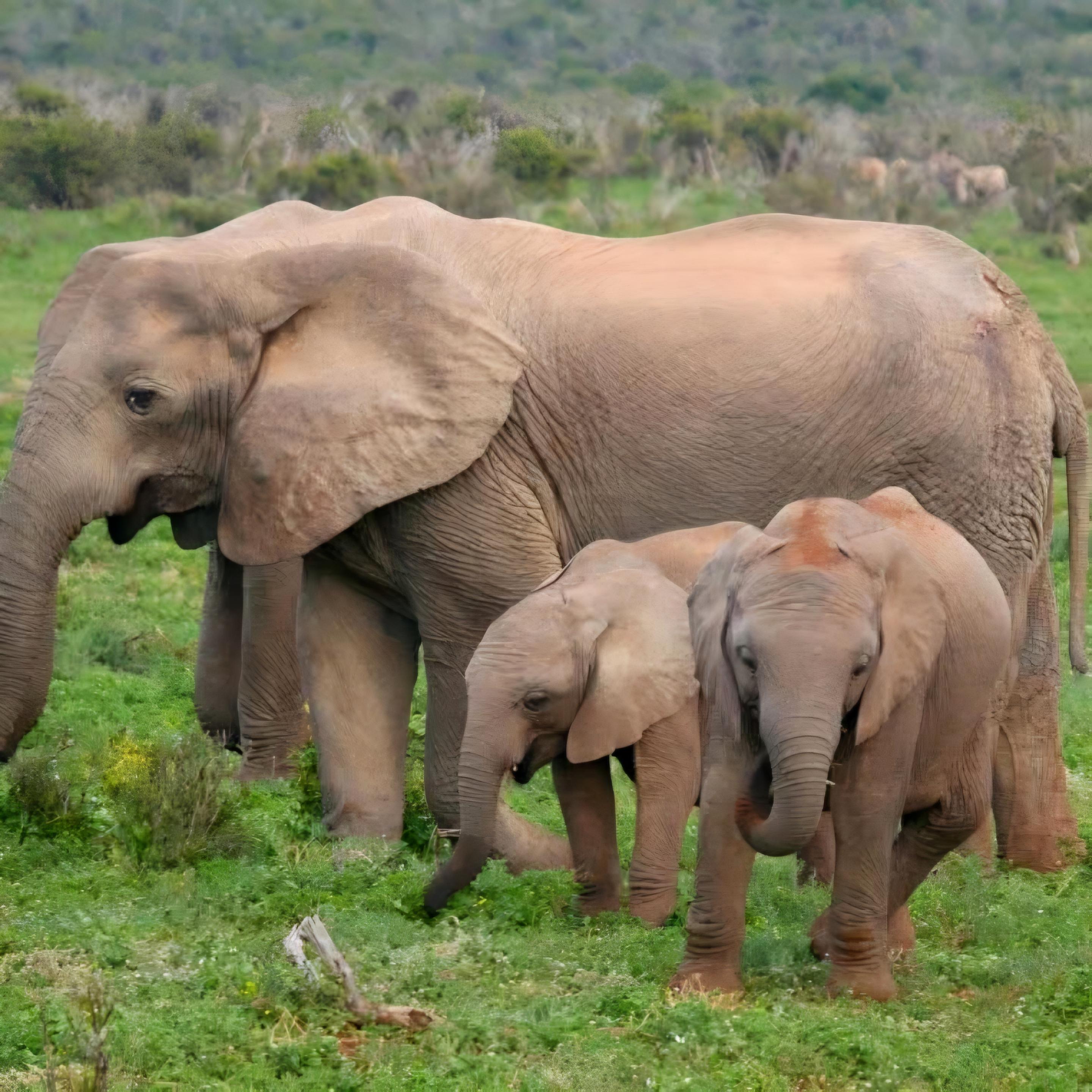 Eine kleine Elefantenfamilie nähert sich einem Wasserloch im Addo-Elefanten-Nationalpark. Die jüngeren tollen verspielt um die Muttertiere rum. Südafrika 2022