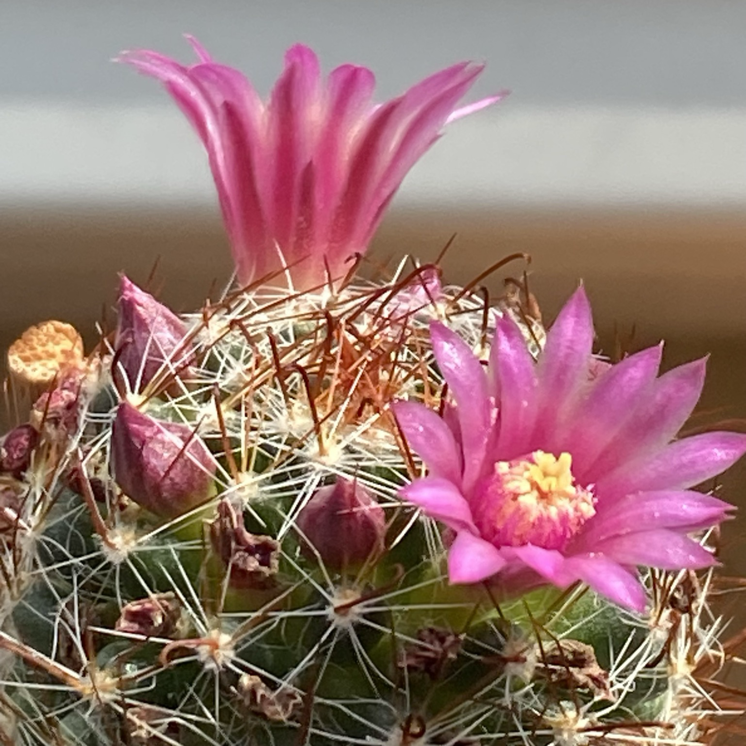 Ein Kaktus mit zwei geöffneten Blüten und einigen Knospen.