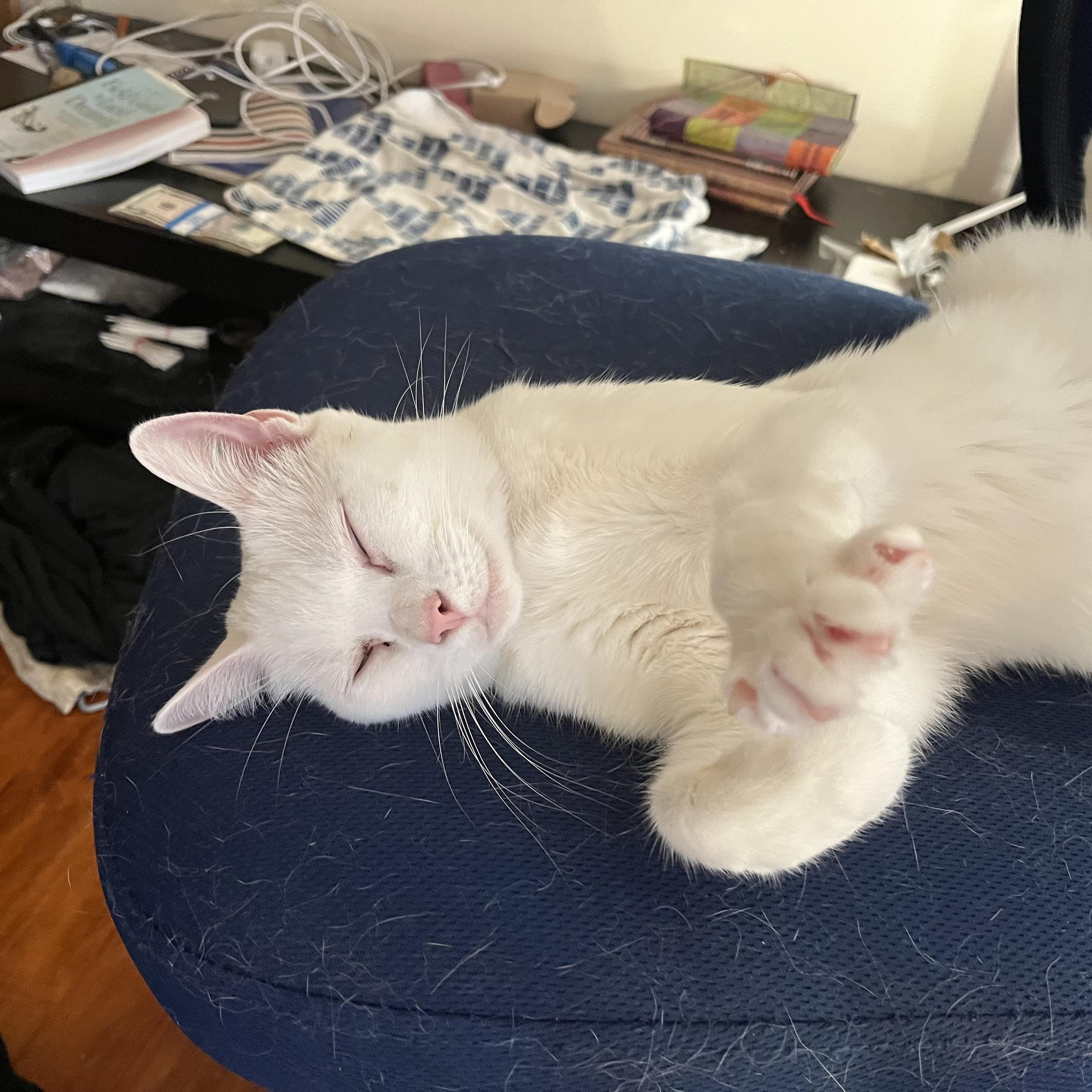 a smiling white cat with her eyes closed lies on a blue chair covered with her fur and stretches a paw toward the camera