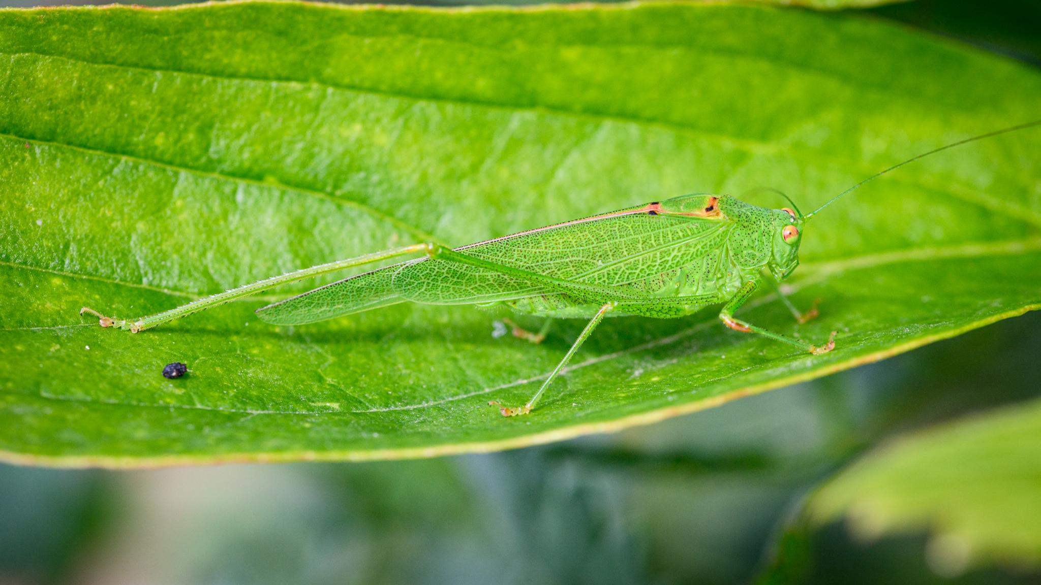 A large katydid seen side on. It is almost exactly the same shade of mid-green as the leaf it is standing on, with a sprinkling of added black dots on the legs and lower abdomen. The wings are covered in light green veins with darker patches between, and there is a black, yellow, and pink region around the top and front of the wings. The large compound eyes are green on the bottom third, pink-brown in the top two thirds, with a black dot in the middle. The legs are mostly green too, with some pinkish patches.