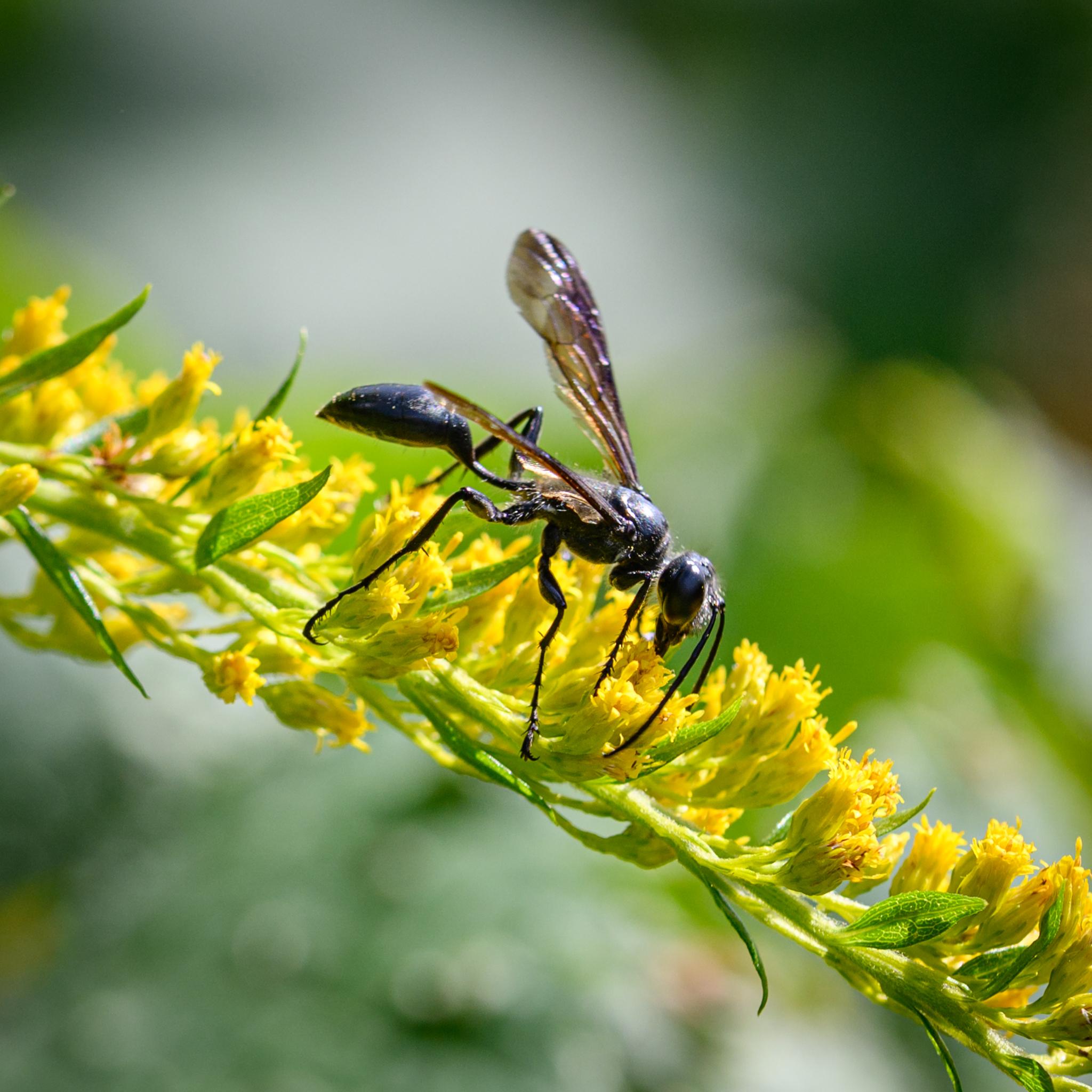 A wasp seen side on on some yellow flowers. The wasp is almost completely black, with a hint of metallic blue, and has fine light hairs over its head and thorax. The latter is connected to the abdomen via a thin black waist. The wings are long and thin, and a mix of clear brown and metallic purple.
