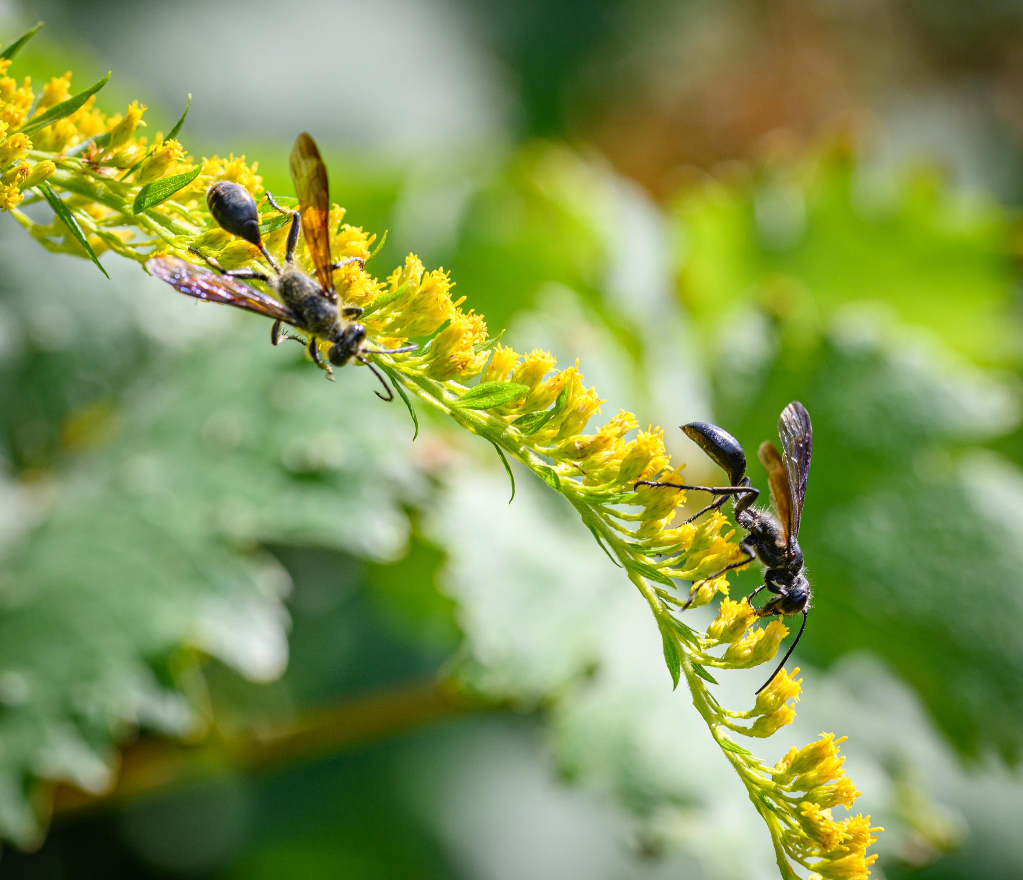 Two of the wasps seen on the same yellow flowers. One is seen side on, facing down, and is in focus, while the other is seen from above and is somewhat out of focus as it's closer to the camera.