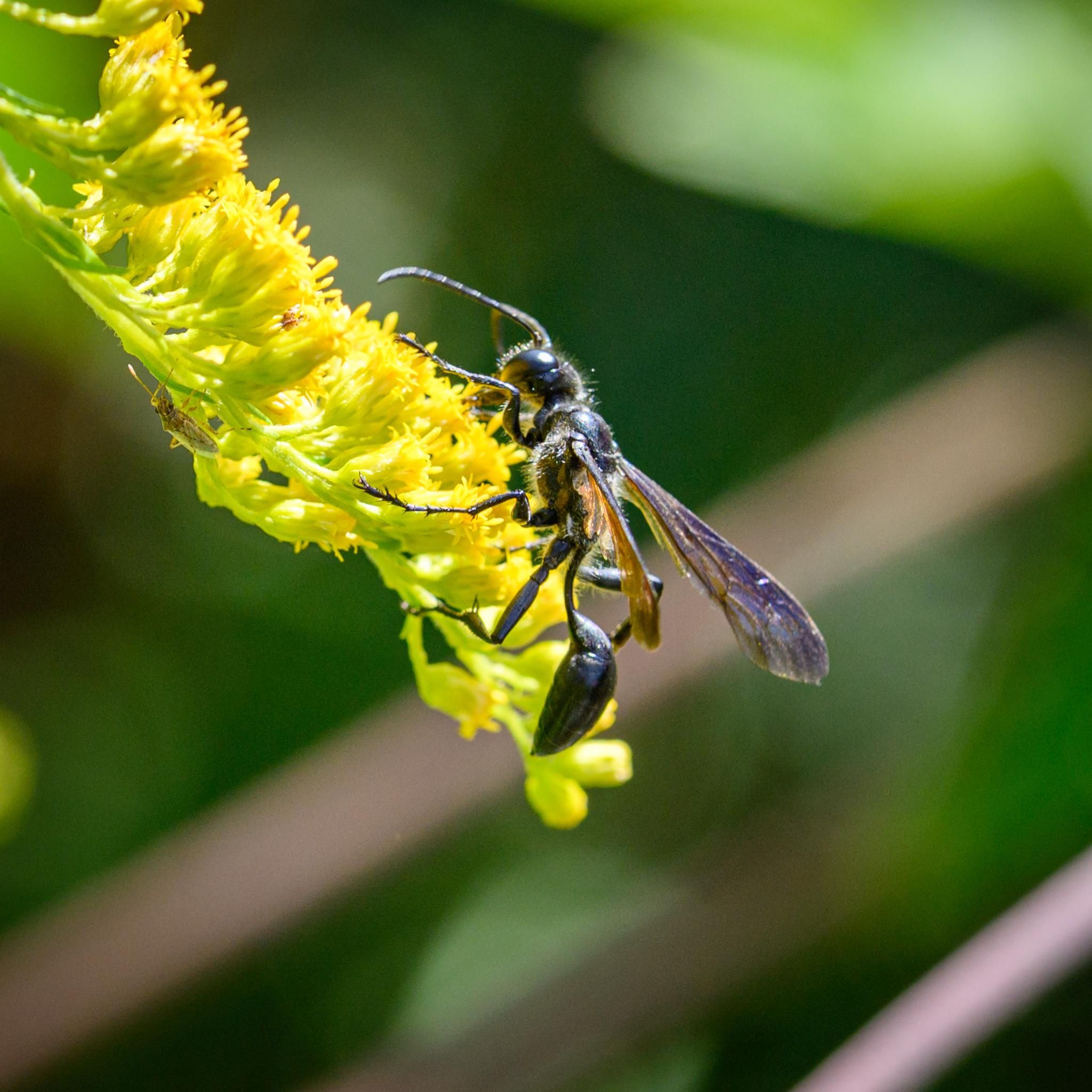 One of the wasps seen in profile again, pointing upwards from the end of the flower stem. The hairy head and thorax are clear, as are the many spines on the black legs.
