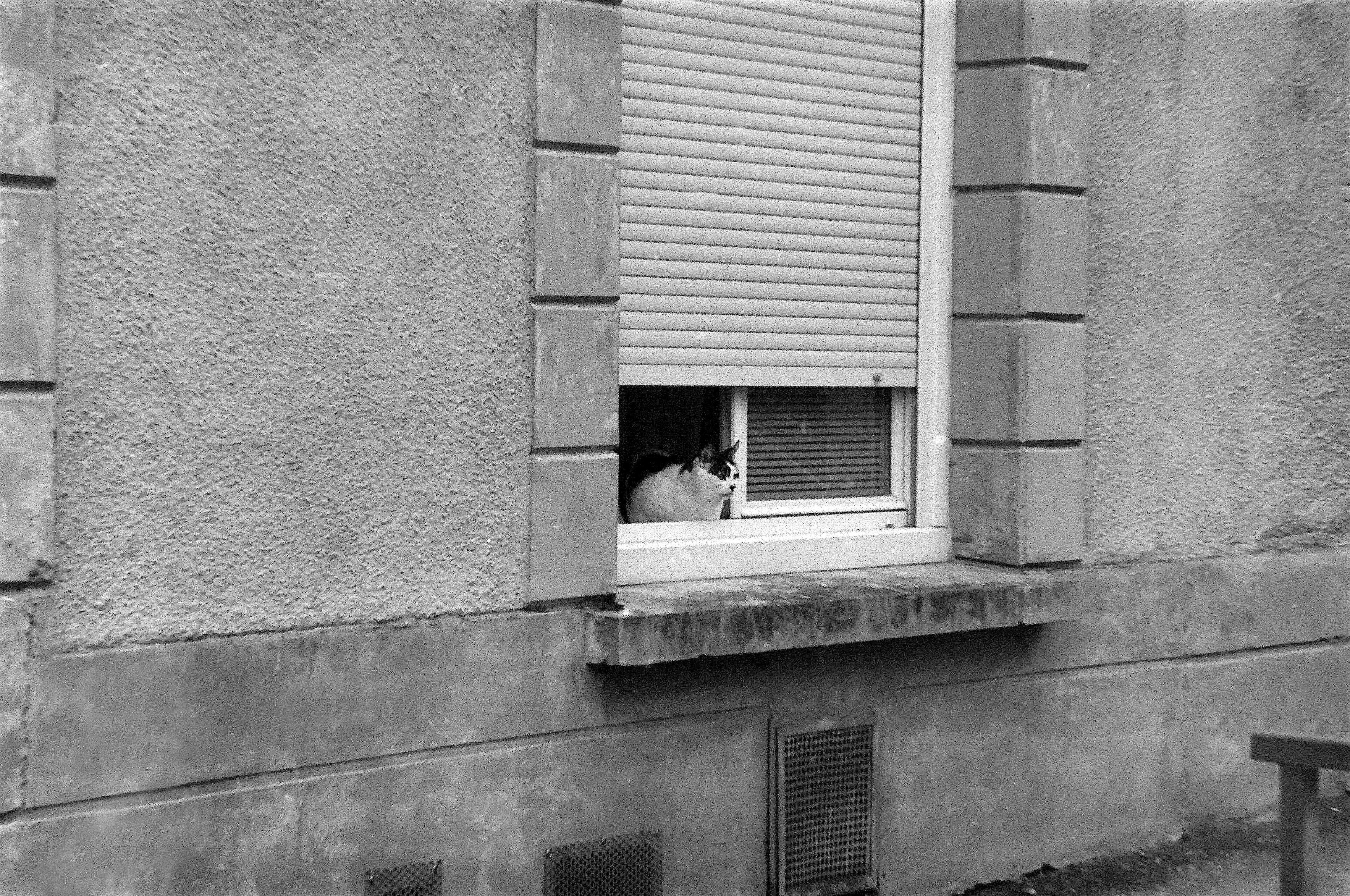 un chat regarde la rue par  la fenetre ouverte