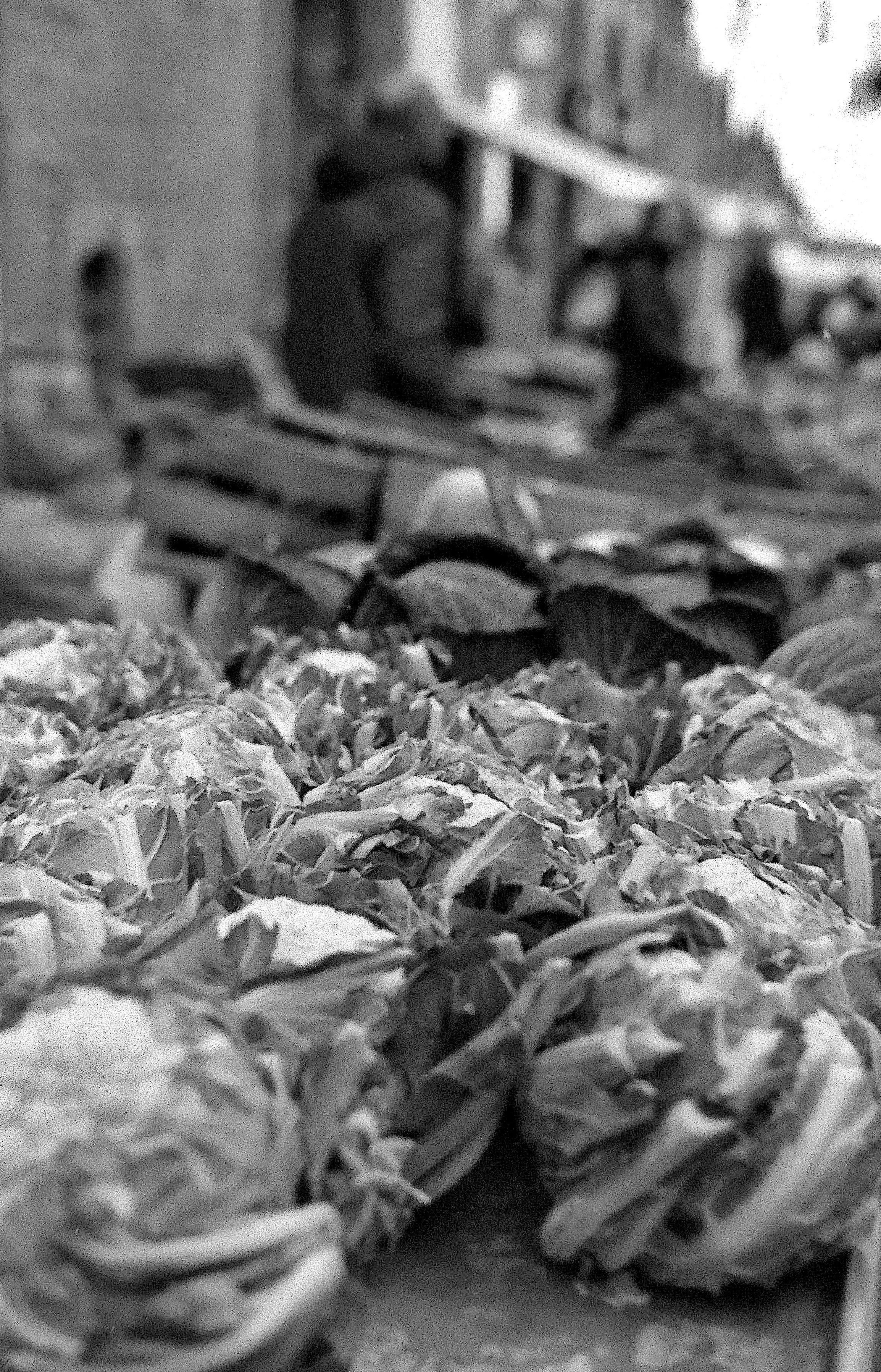 des choux sur un étal de marcé