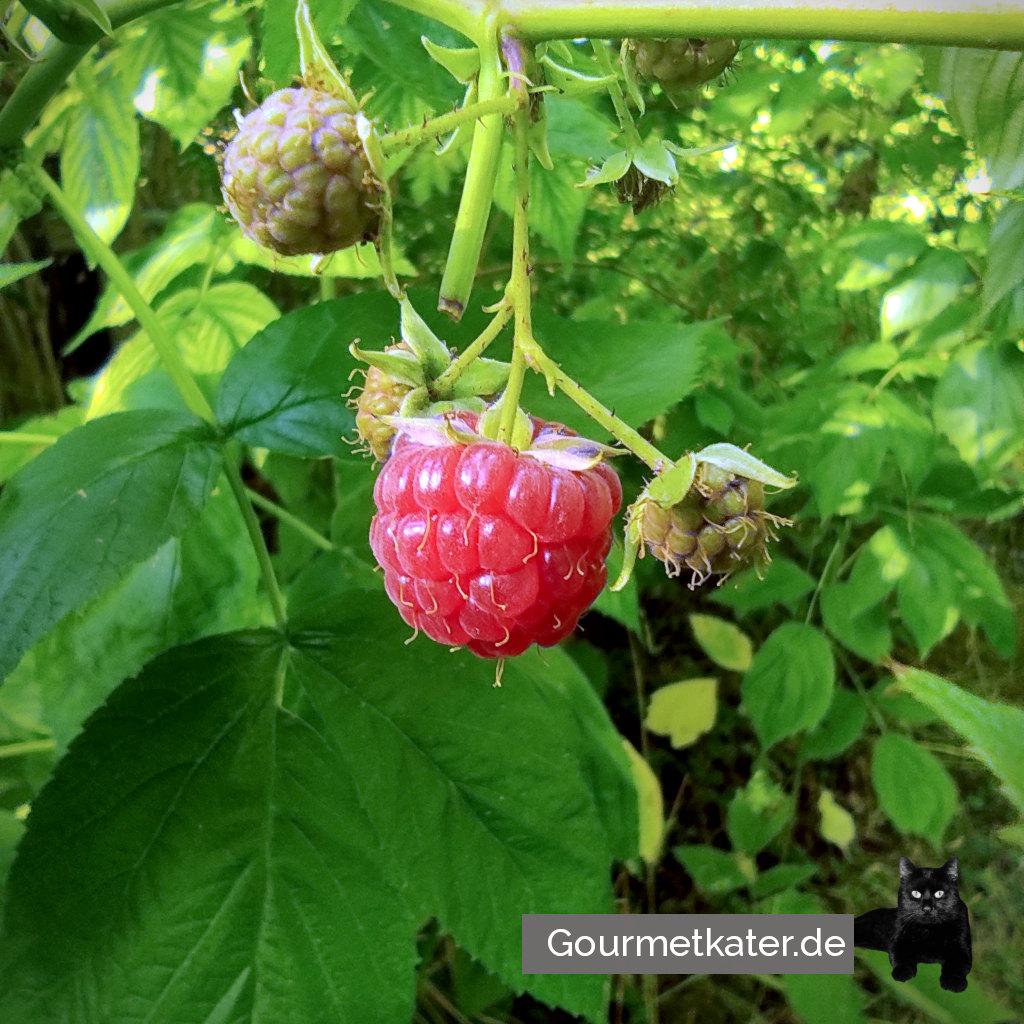 Himbeere