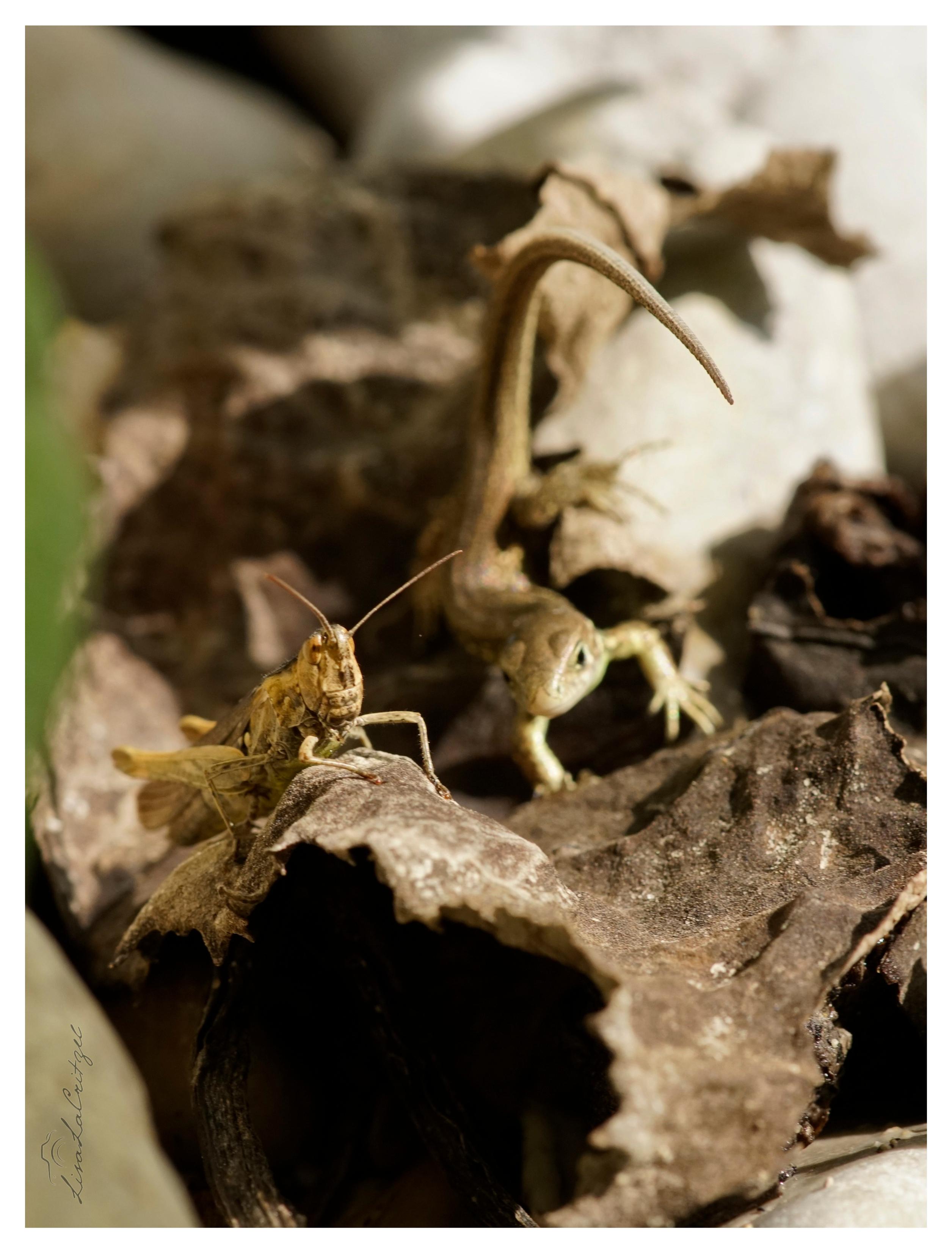 Der Bildausschnitt ist der selbe, der Grashüpfer sitzt weiter auf dem vertrockneten Blatt. Die Eidechse ist näher aber noch unscharf.
