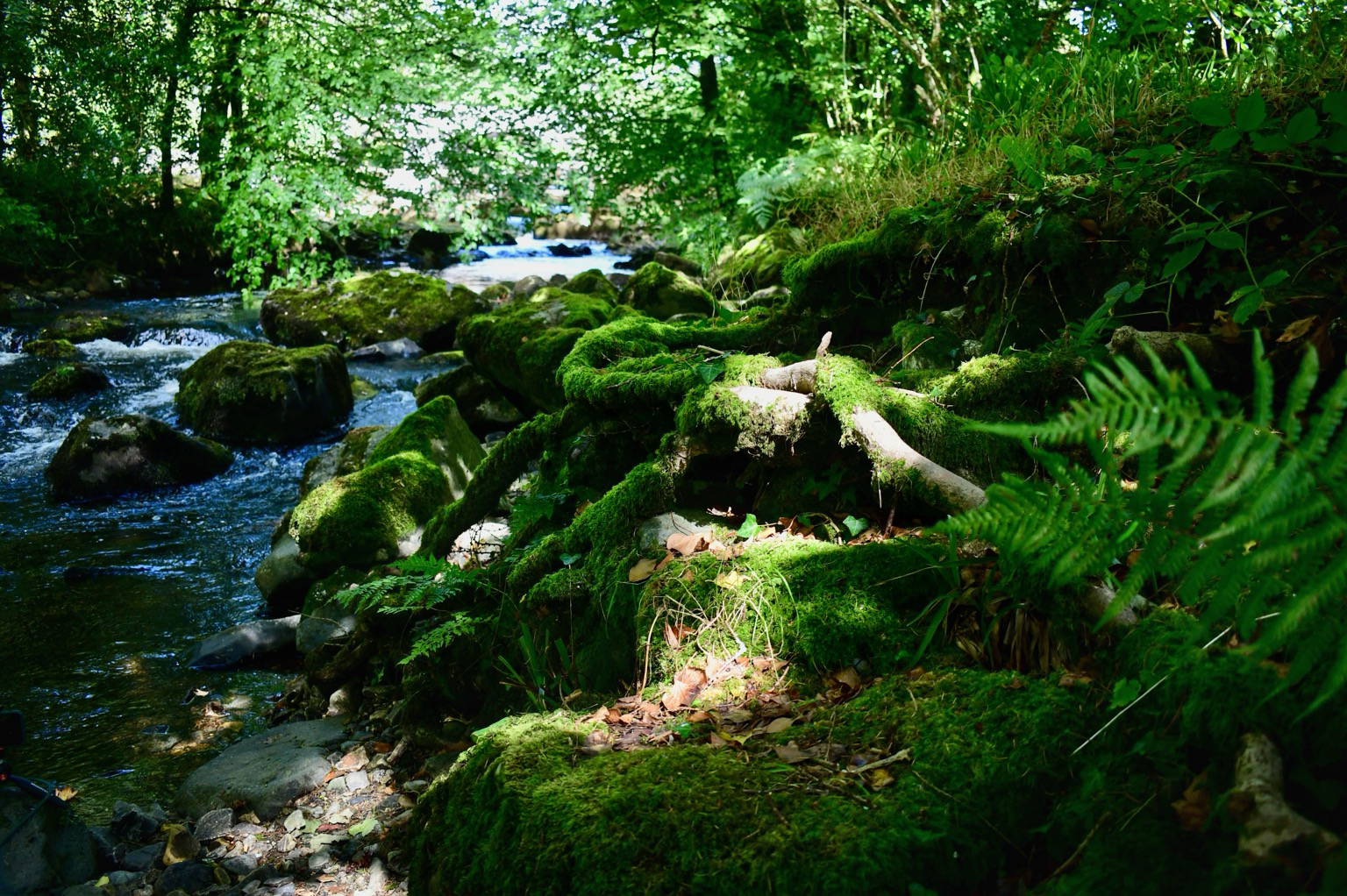 Sycamore roots next to a river in dappled light.