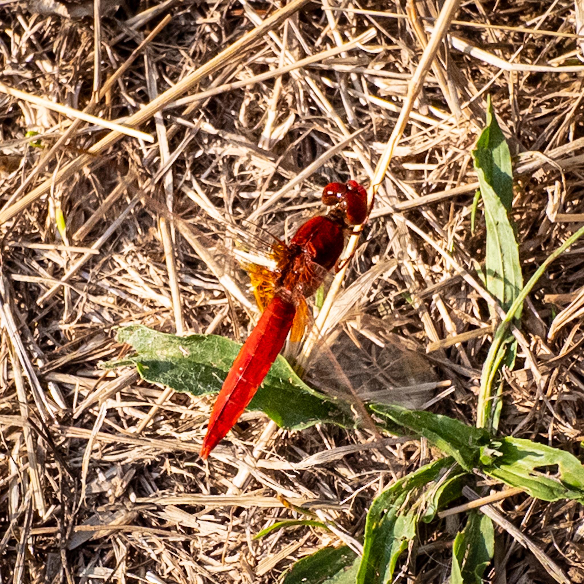 A dragonfly sitting on some parched brown grass, seen from above and to one side. The dragonfly is a bright scarlet colour all over, a shade darker on the head and thorax. The compound eyes are red too. The wings are clear but with an amber tint, especially near the roots.
