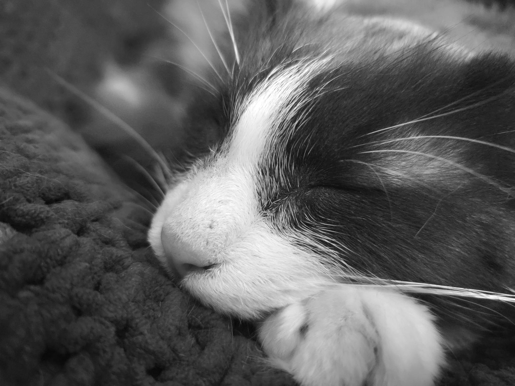 A  B&W photo of a grey and white fluffy cat, named Luke, peacefully sleeping on a soft crochet blanket. His face and right front paw are nestled close to the camera. His nose is very boopable.