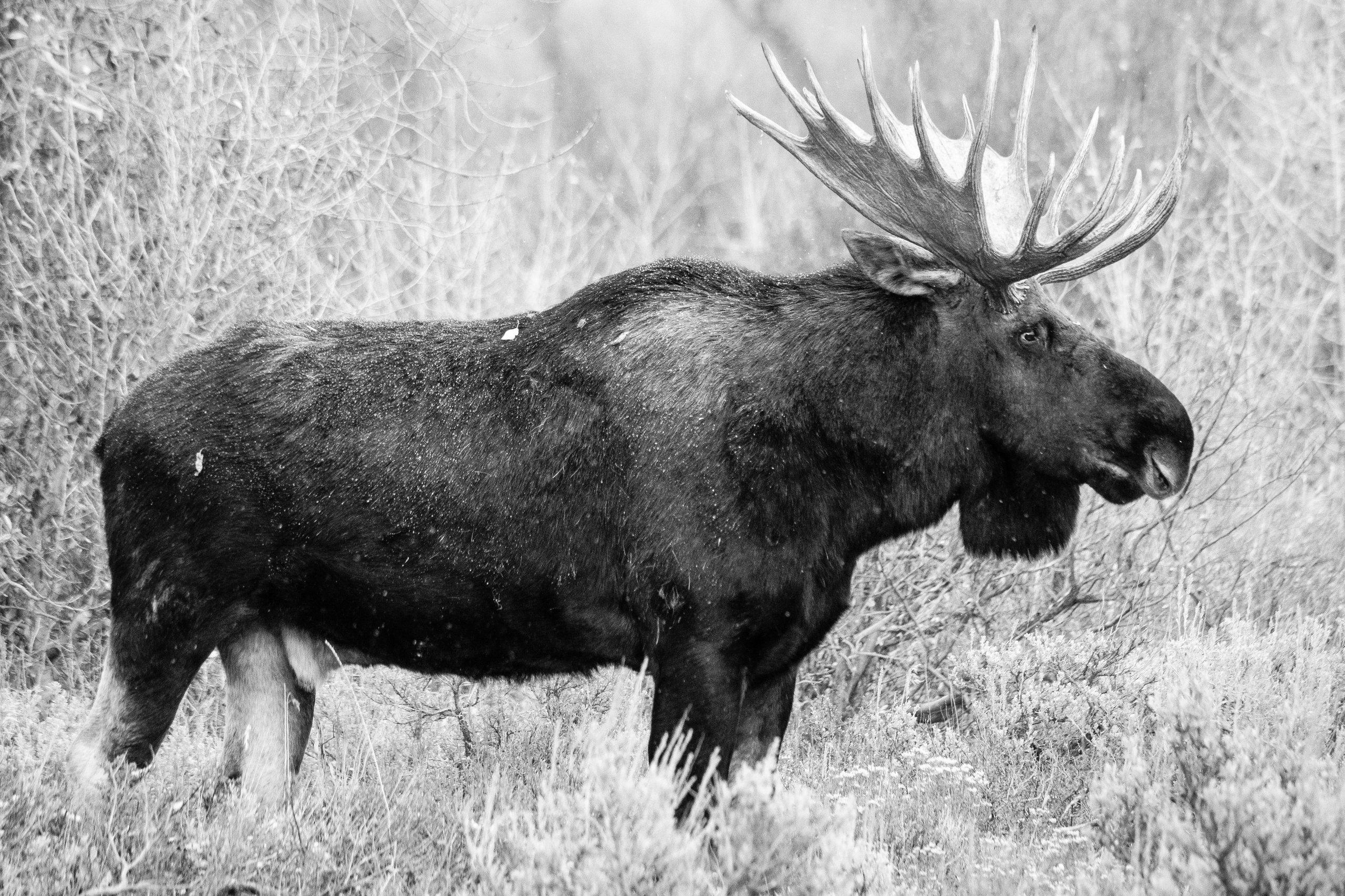 A large bull moose standing in the sage brush near Ditch Creek while it snows.