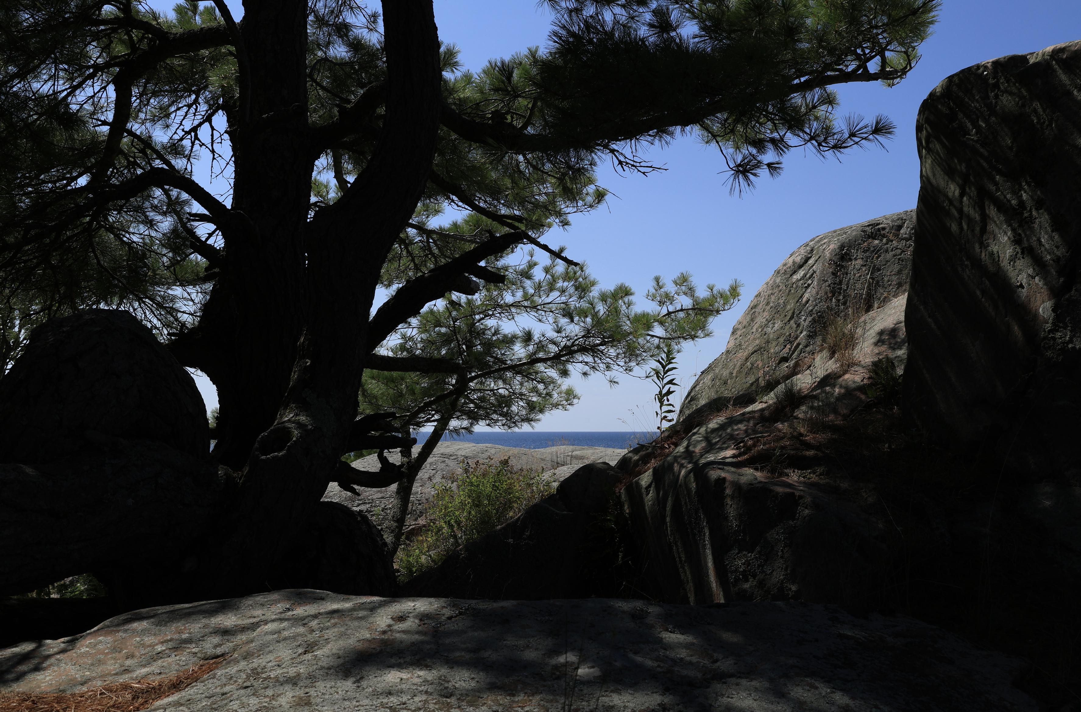 This is a landscape format photo taken in the summer on a rocky point with just a glimpse of a larger lake in view. The photo was taken behind a coniferous tree that was growing in shallow soil on the rock formation. The sky above is blue and absent of clouds.
