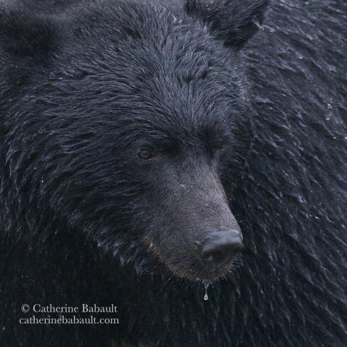Close-up of a black bear drooling. Its face fills up most of the image.