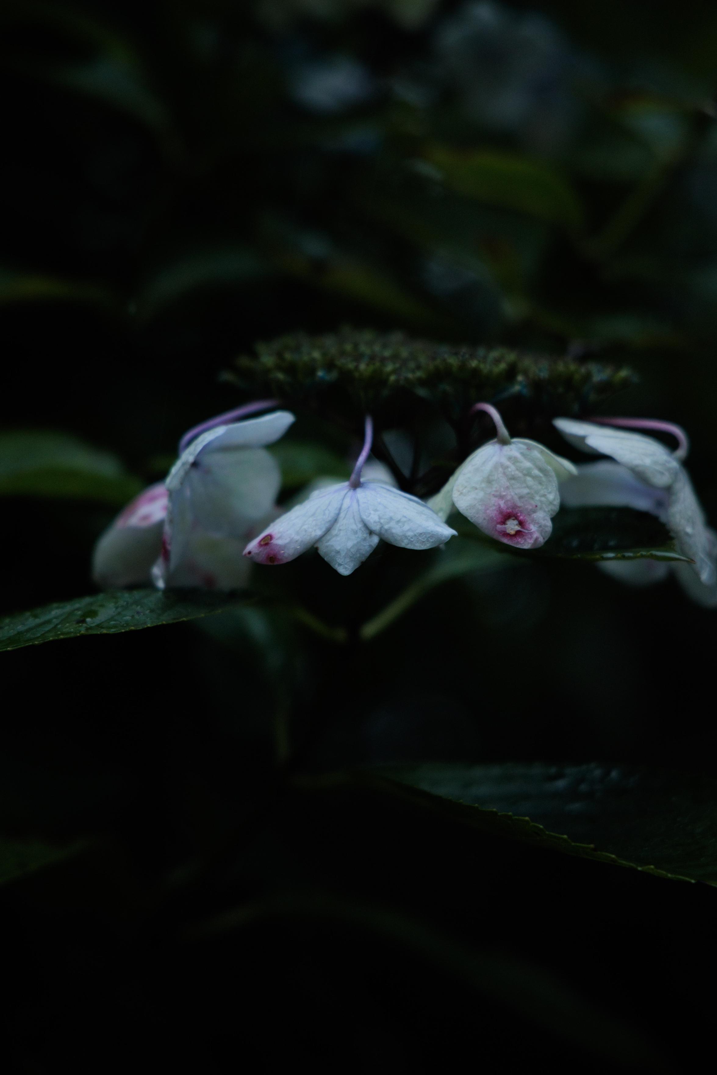 Close-up of delicate white and pink petals of a wilted hydrangea flower against a dark, blurred foliage background.