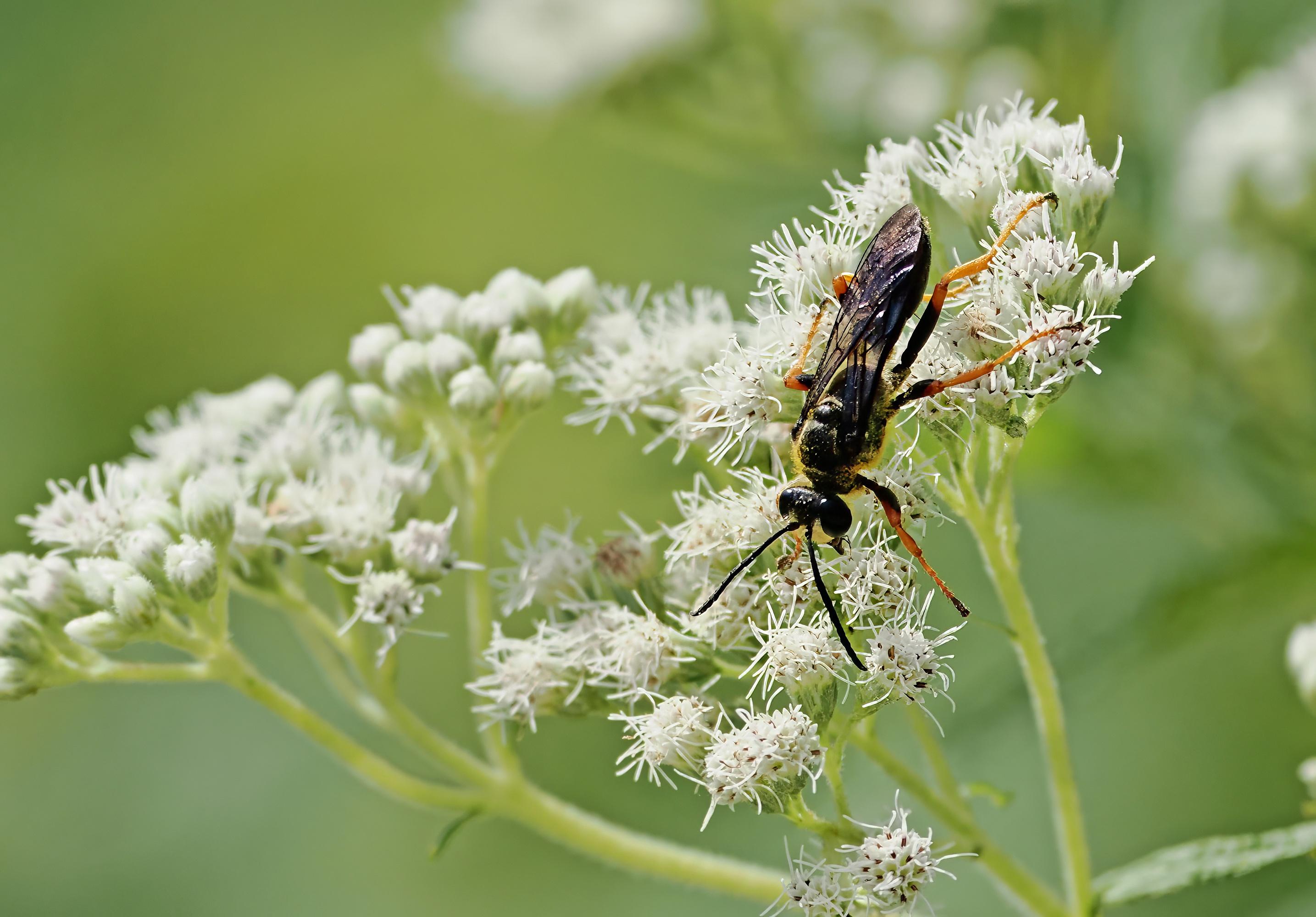 A big katydid wasp on boneset. It is a solitary wasp that eats nectar, but the female will kill insects for her larvae to eat when they hatch.