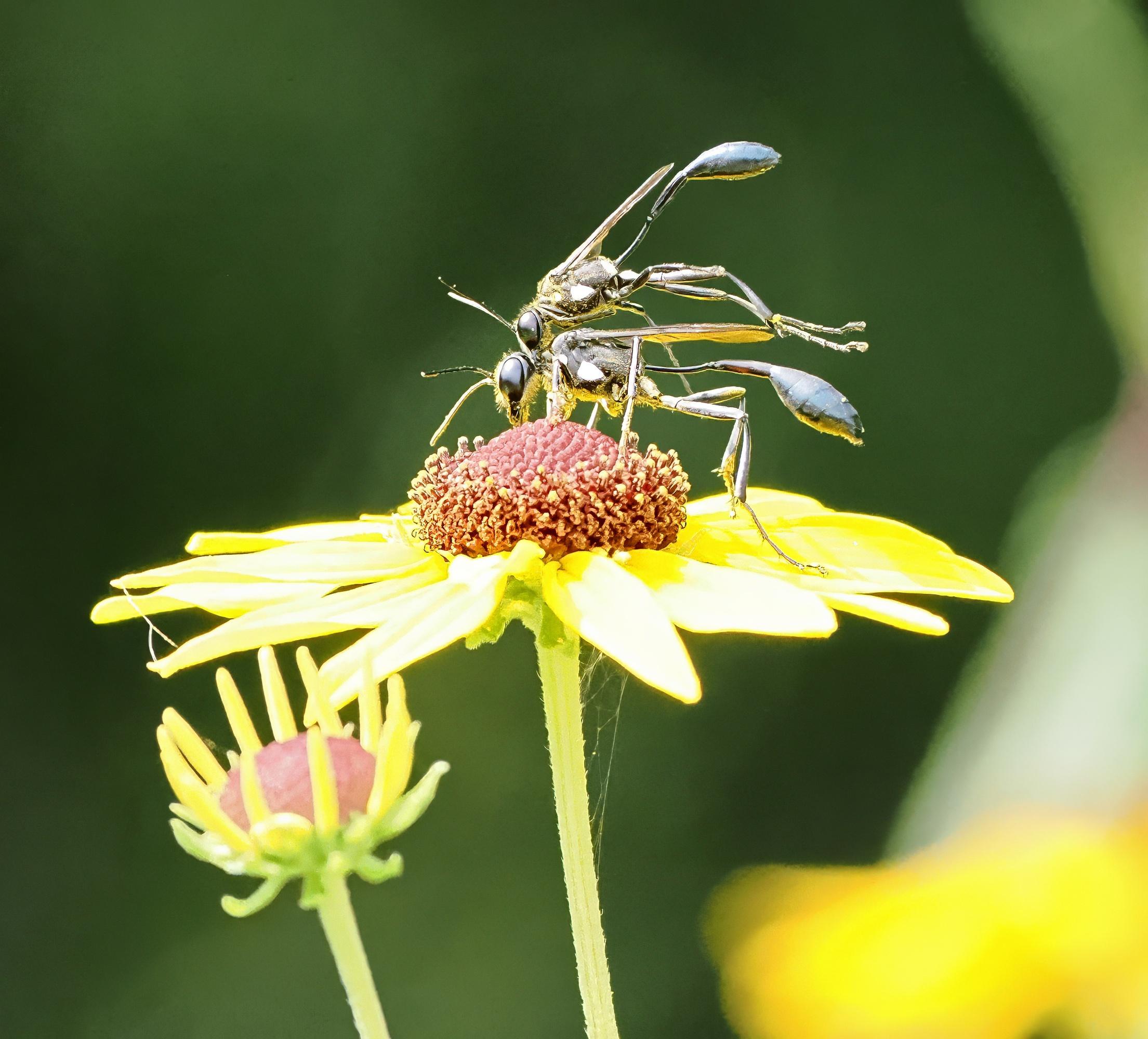 Another large solitary thread-waisted wasp on a coneflower. There are actually 2 wasps in this picture, a smaller one piggybacked onto a larger one. The larger one is the female and it appears she is ready to mate.