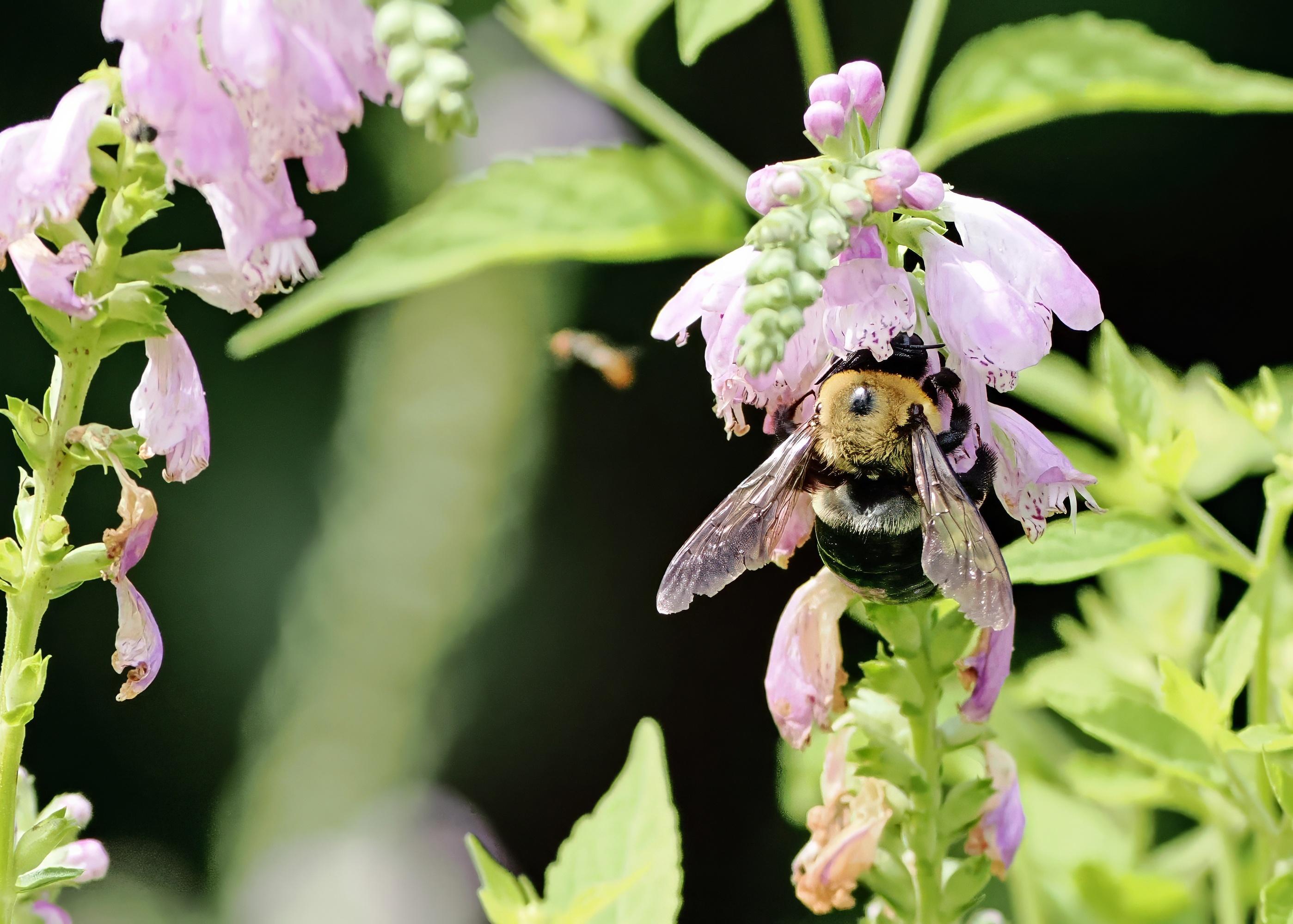 A brown belted bumblebee checks out the pink flowers of the obedient plant, so called since if you push the flowers to one side, they stay put.