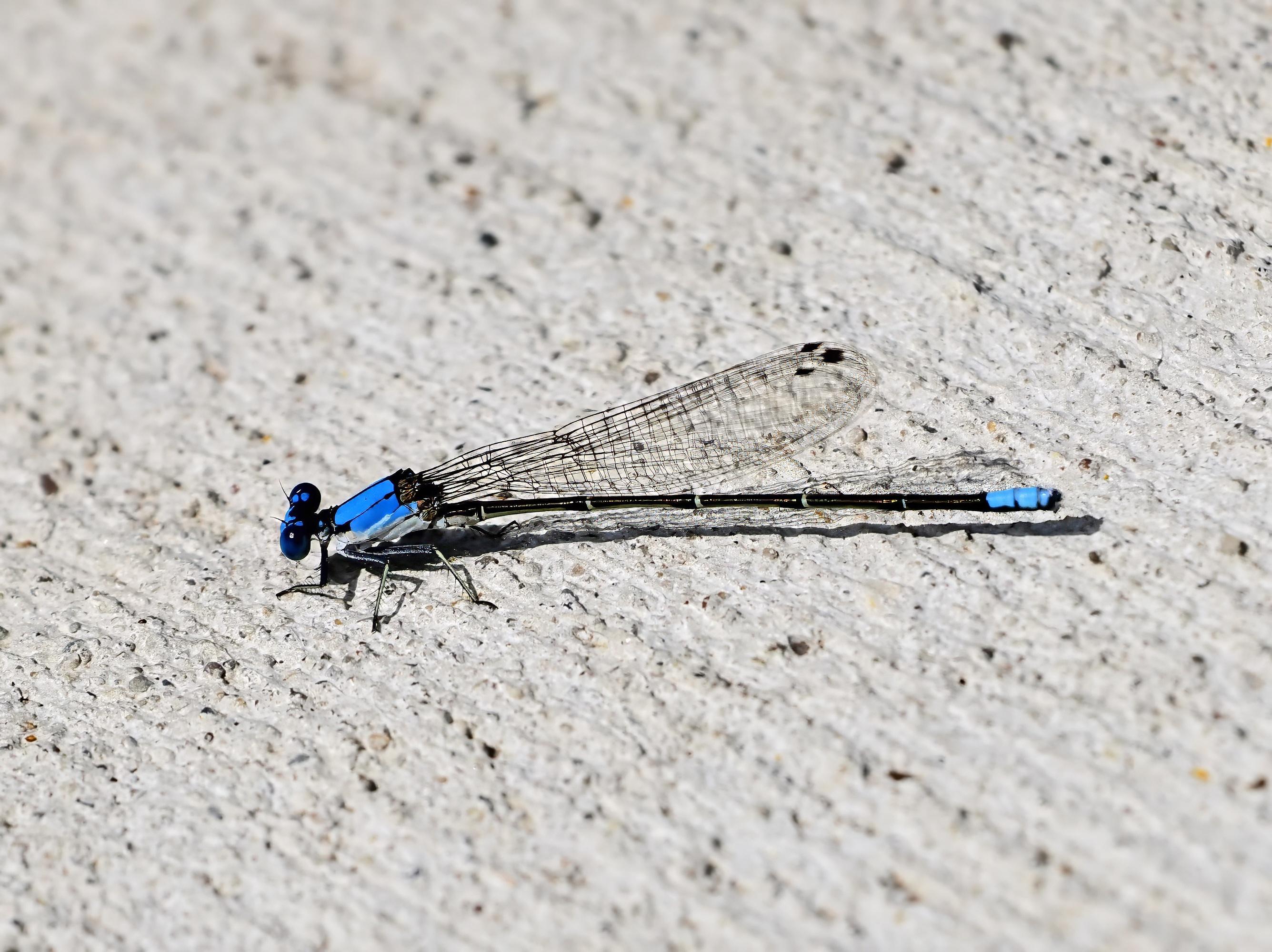 A tiny blue fronted damselfly rests on the concrete walkway.