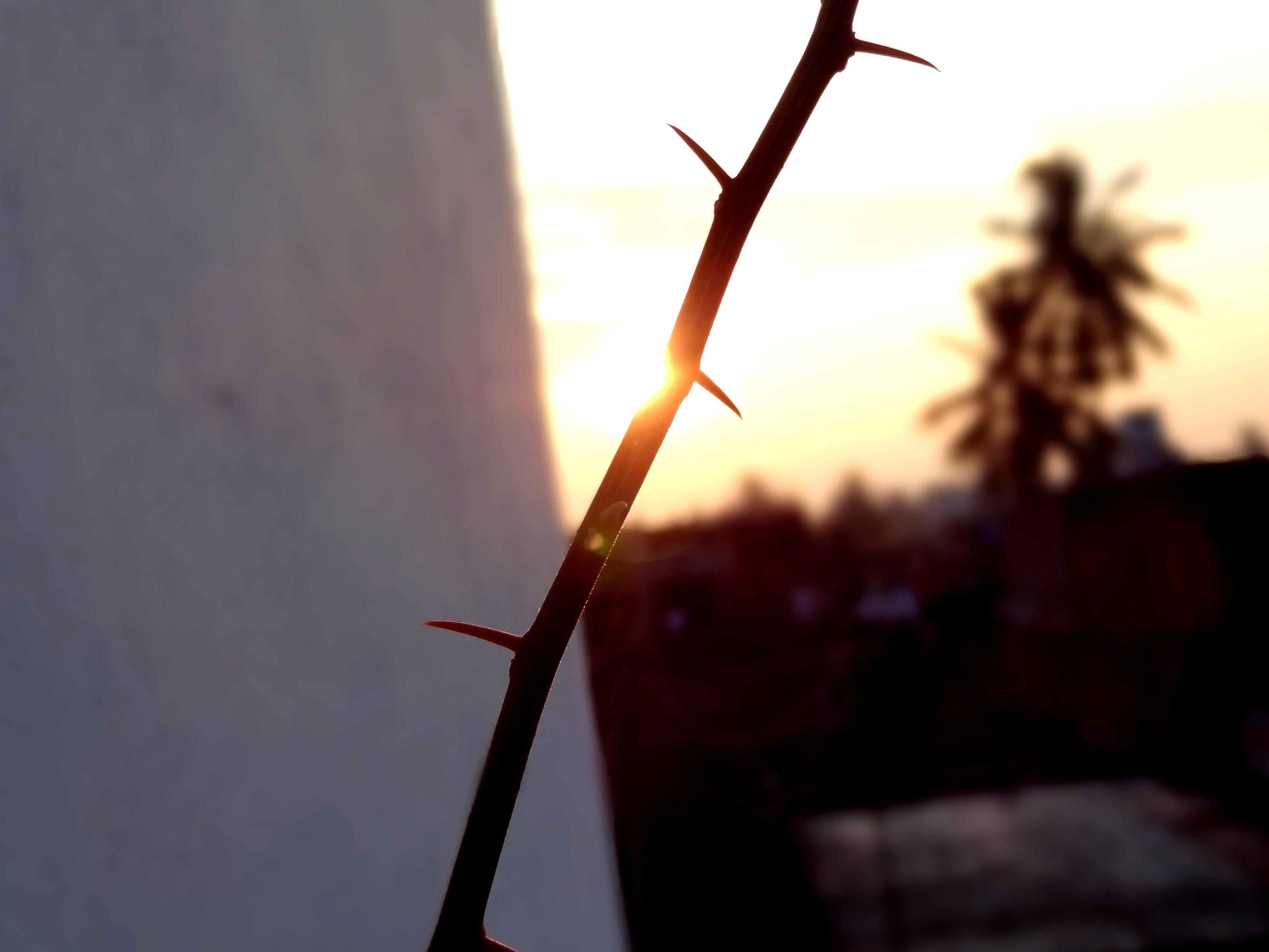 A close-up, backlit shot of a slender thorny branch in the foreground, with the golden light of the setting sun shining directly behind it. The left background features a plain, brightly lit wall, while the right shows a warm sunset sky with the blurred silhouette of a tree and rooftops in the distance.