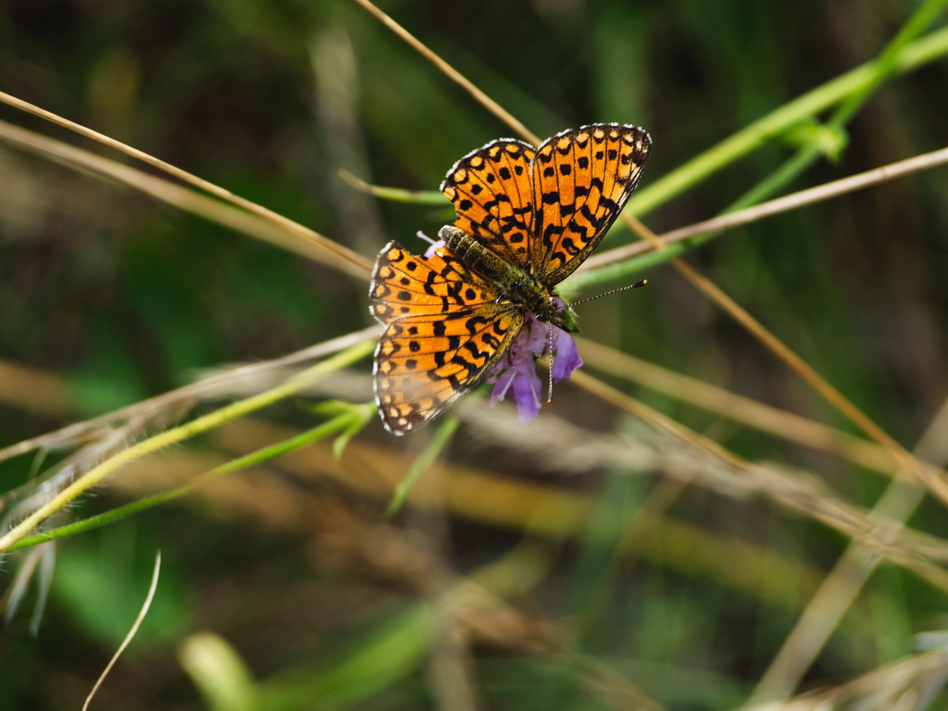 Orange and black spotted fritillary butterfly with wings spread, perched on a small purple flower among dry grass stems.
