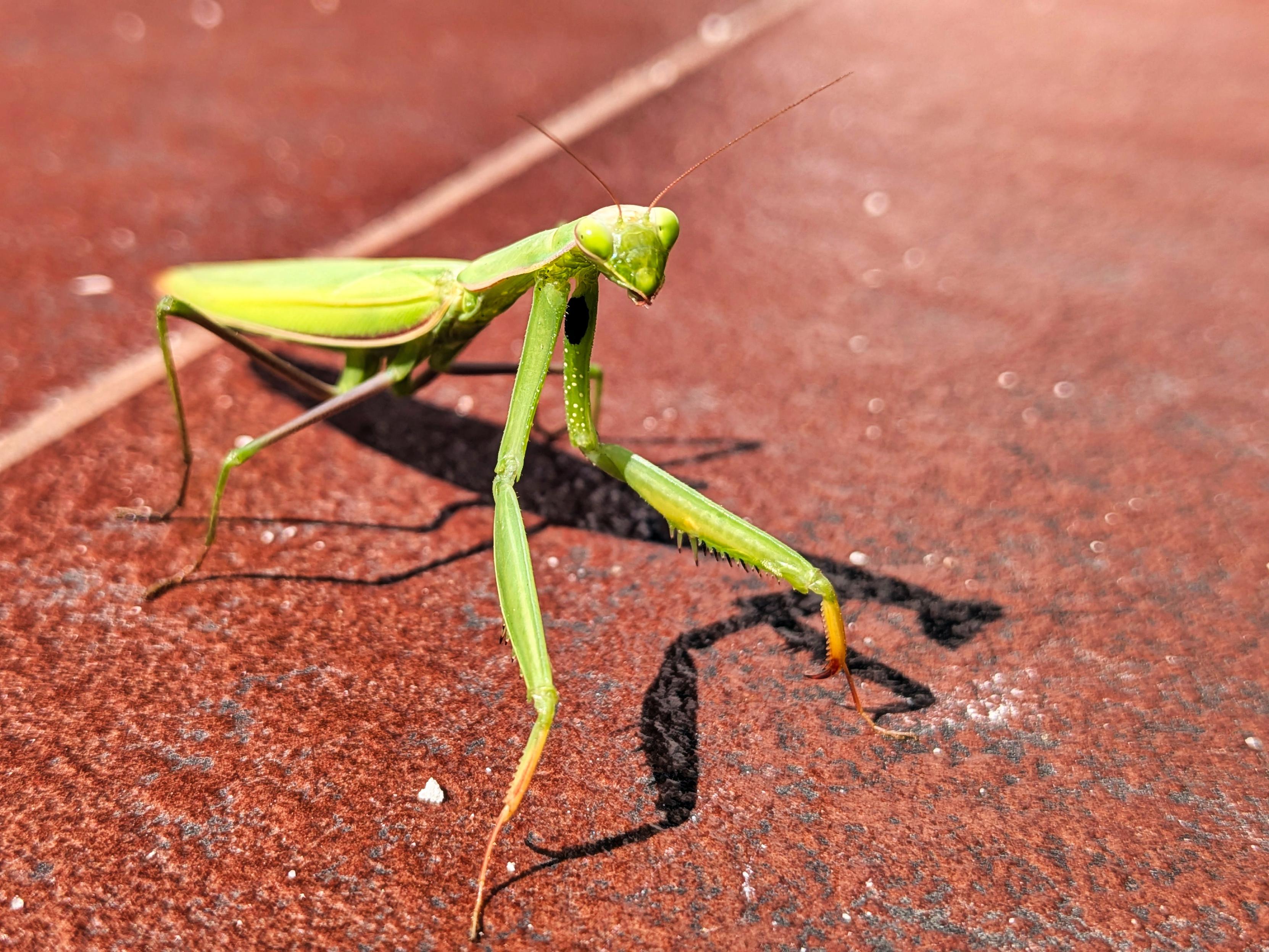 A green European mantis standing on a reddish textured court surface, with its head turned toward the camera and forelegs partially raised.