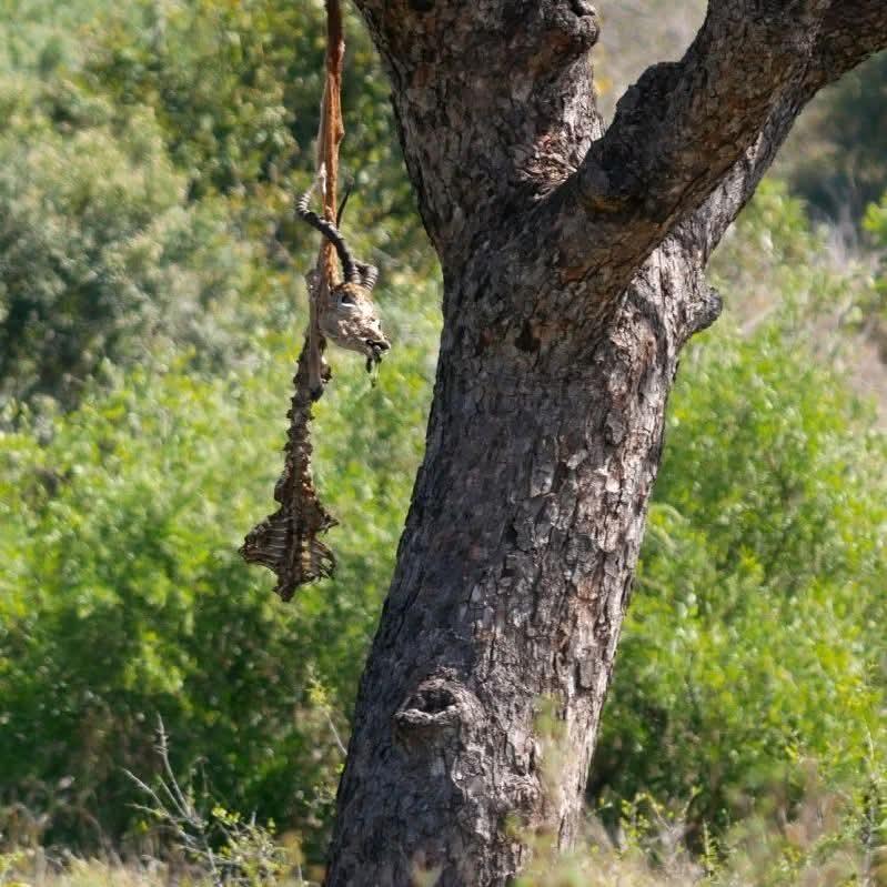 Raubtierbeute, vermutlich eine Gazelle, die von einem Leopard oder cheetah gerissen und zur Sicherheit auf den Baum gehangen wurde. Vom Räuber war nix mehr zu sehen. Das Opfer dagegen wirkte wie ein Totem. Südafrika 2022
