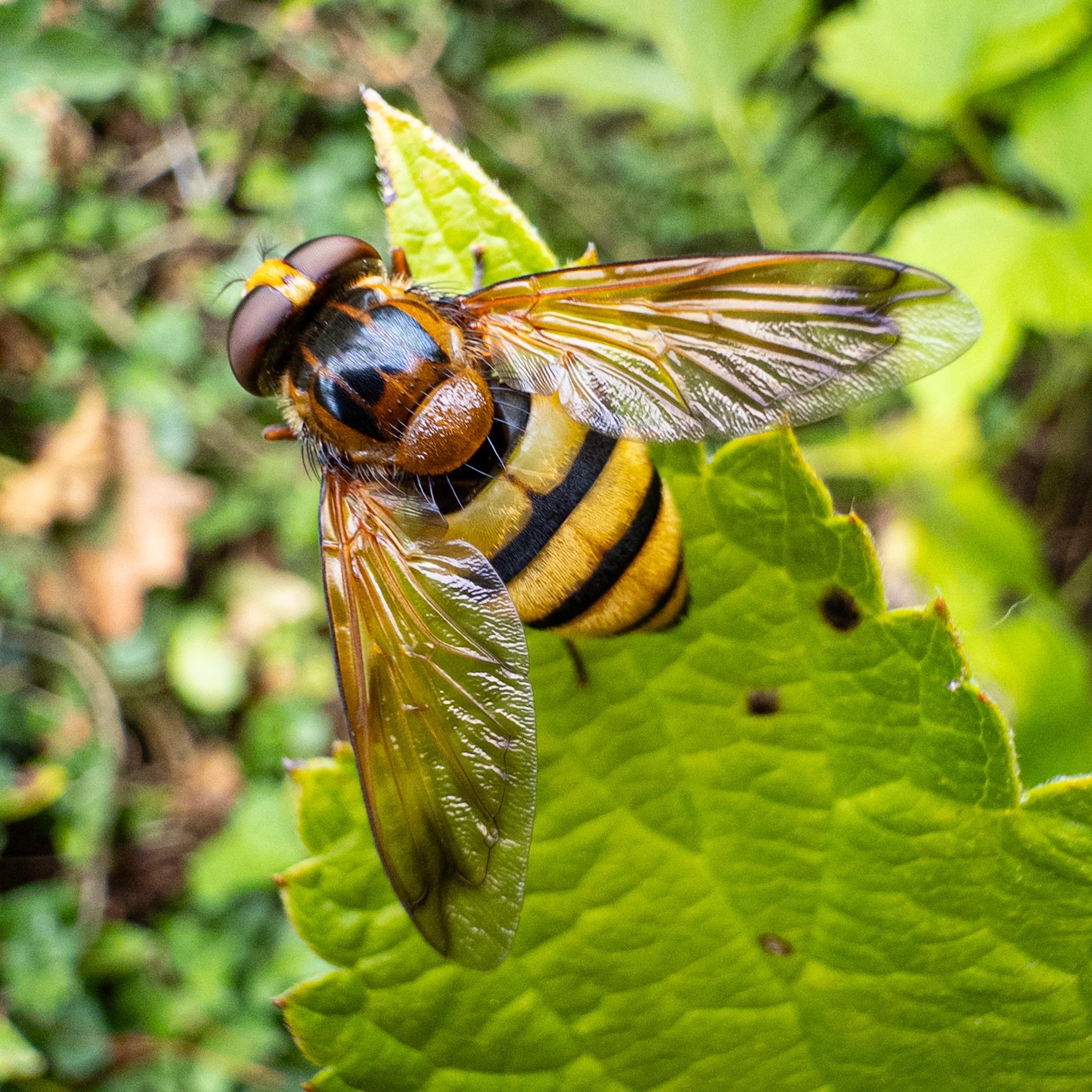 A large fly seen from above sitting on a green leaf. The fly has large brick red compound eyes, with a yellow band and ocelli between. The thorax is mostly patterned black on a mahogany brown base. The scutellum is a lighter brown and textured. The abdomen is banded black and yellow with fine hairs, and a fine darker line down the middle. The wings are a smoky amber, turning both greyer in bands and clearer near the rear.