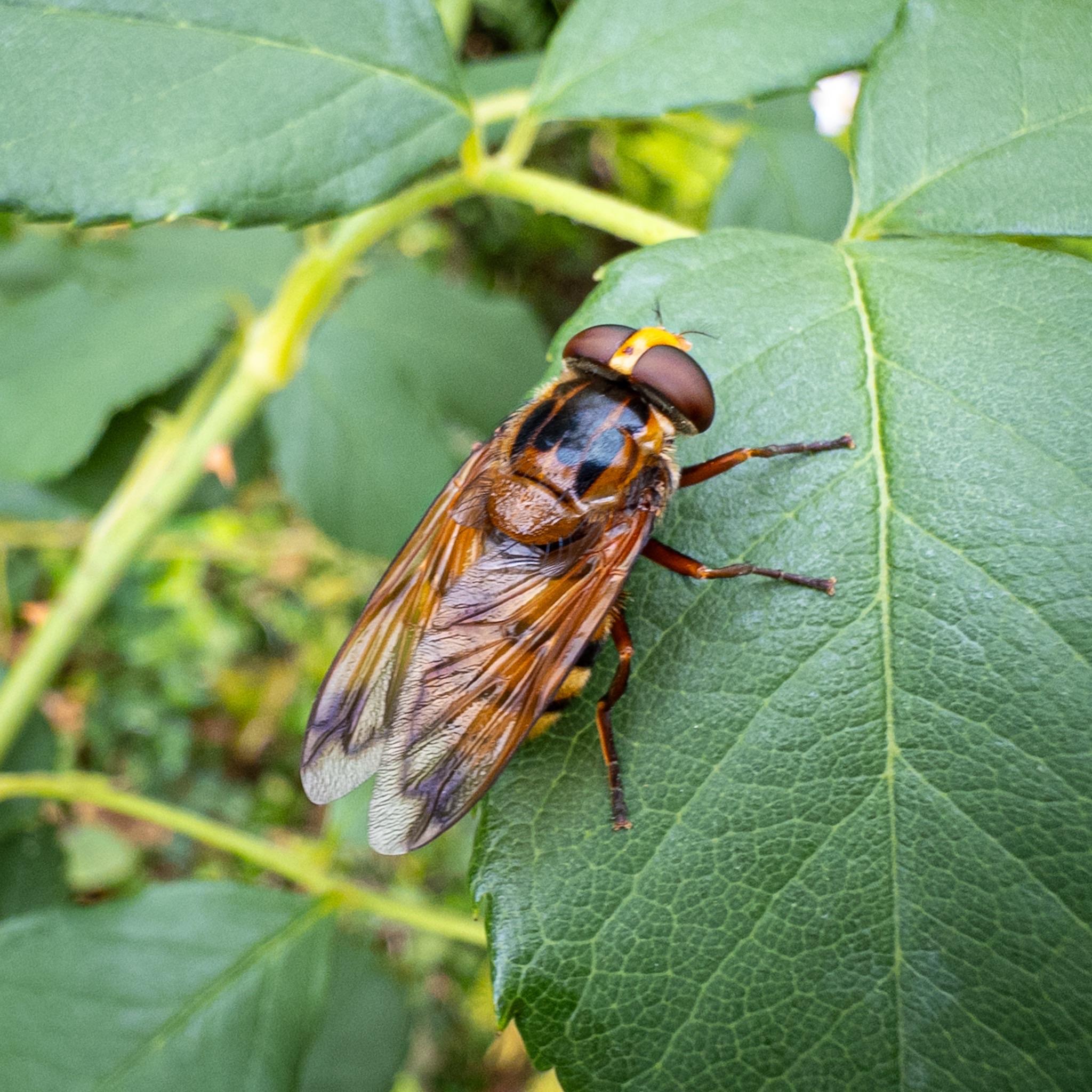 The same fly seen from above and behind with its wings folded across its back. The legs are mahogany with small yellow patches at the top, with black tarsi.