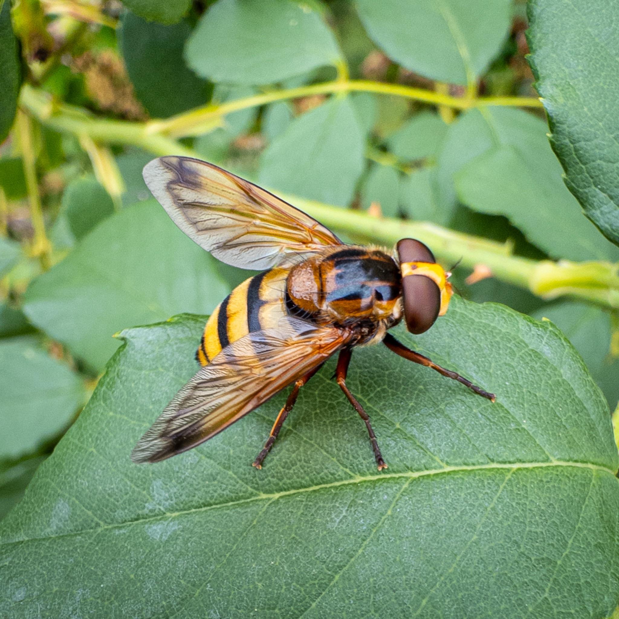 The same fly with its wings open again, seen from the side and above, showing the overall yellow face. The multi-coloured legs are also seen more clearly, as is the shiny thorax.