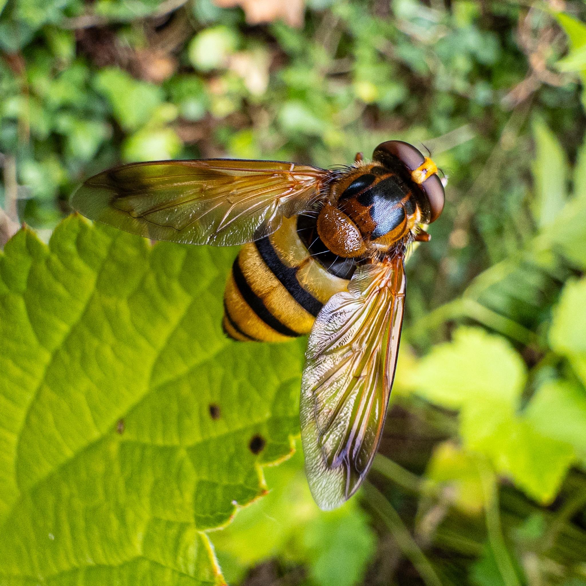 One more picture of the fly from above, with different illumination showing the black striped pattern on the thorax from a different angle.